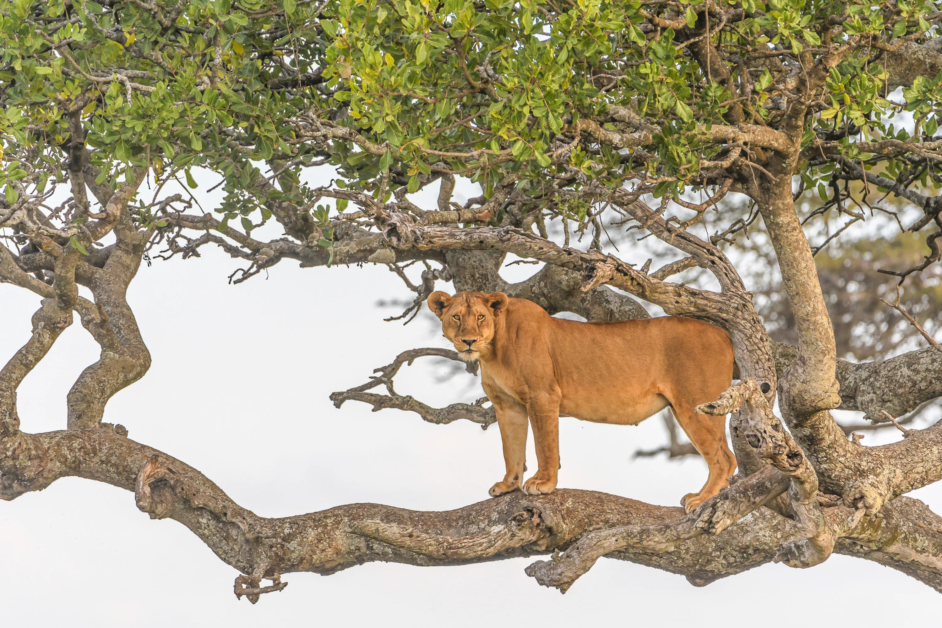 Top of the Tree!! Jungle Queen Posing from Tree Top