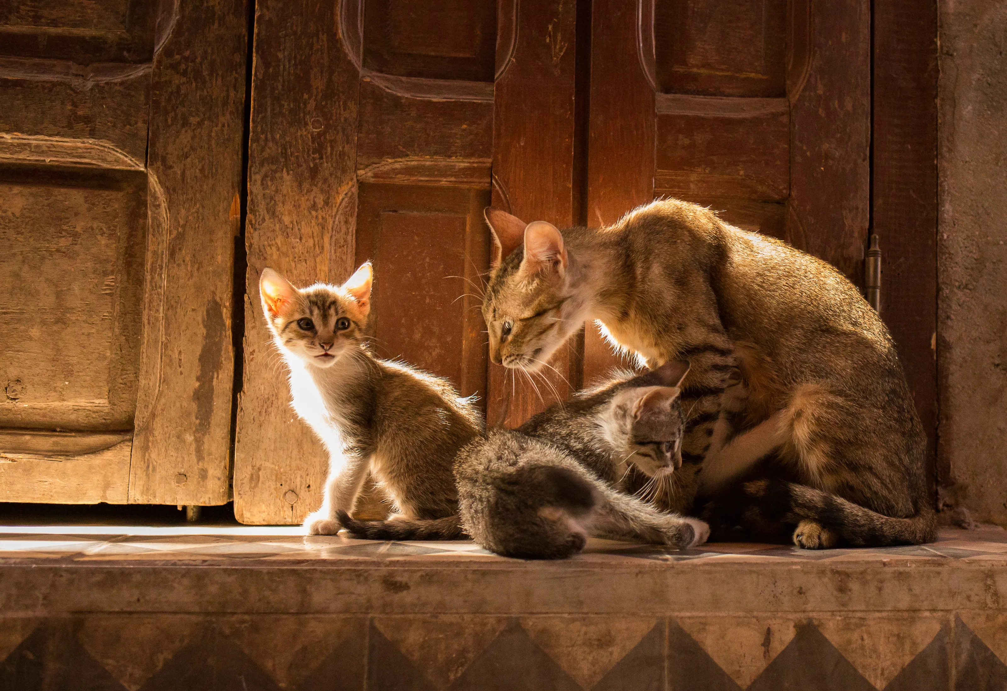 Cats