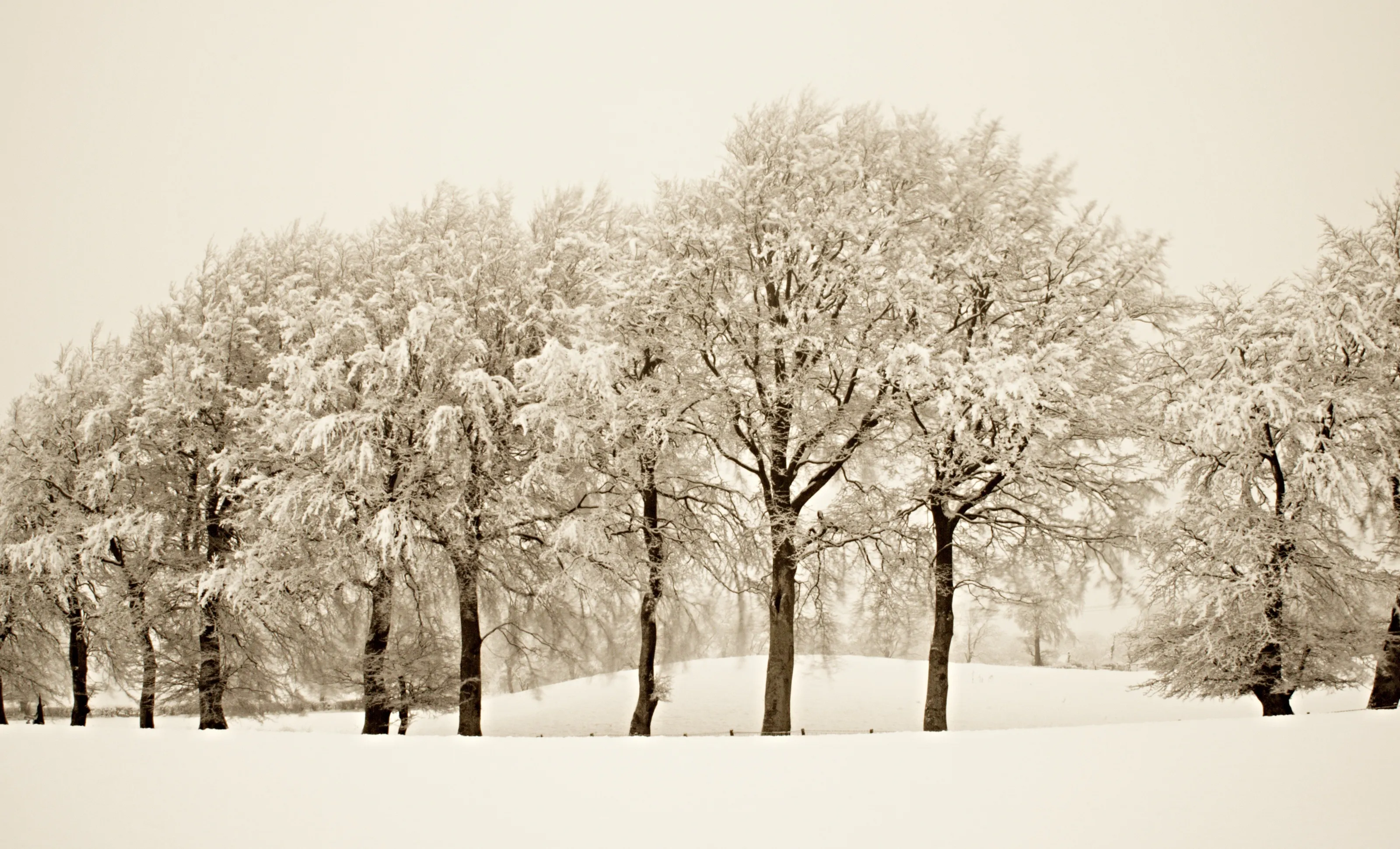 winters wonderland