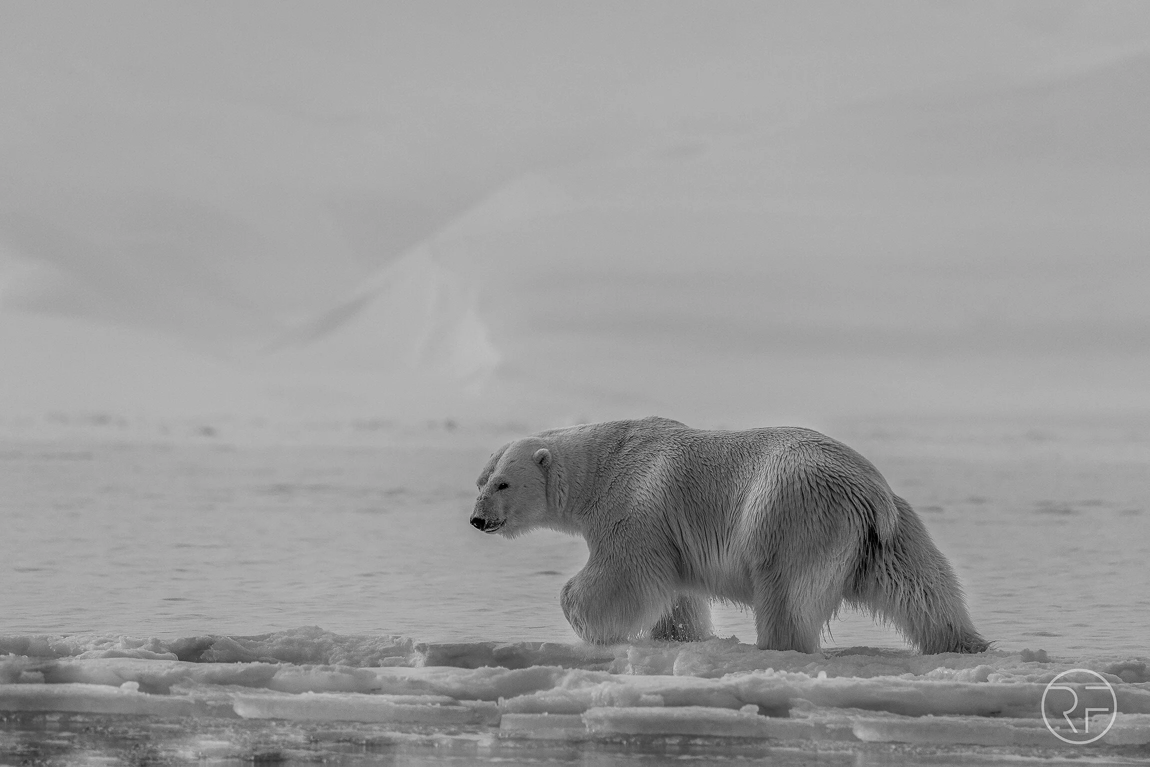 High Arctic Predator