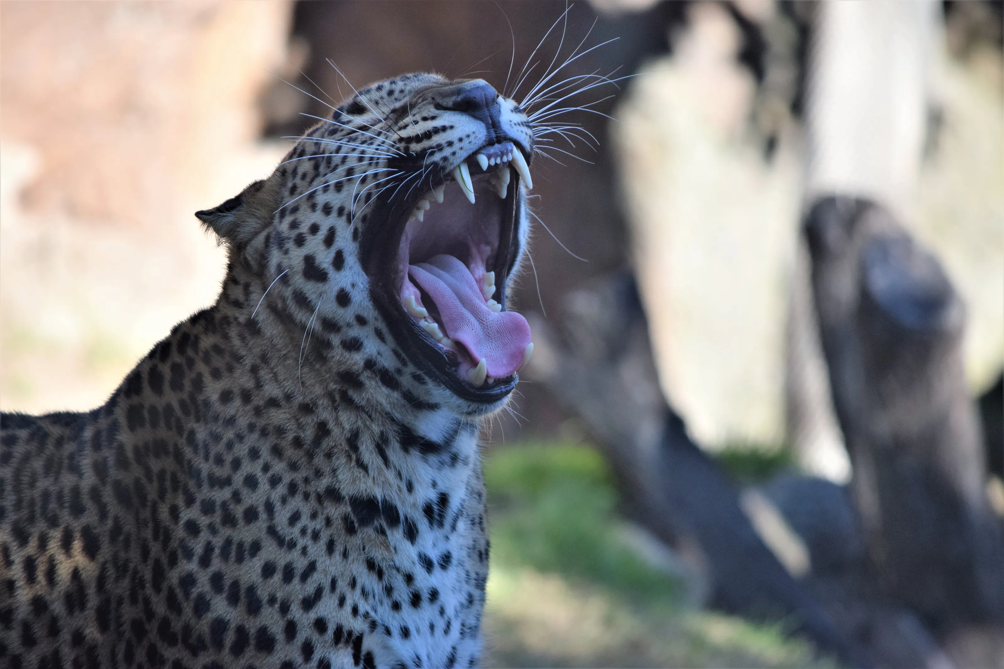 The yawn of a majestic beast