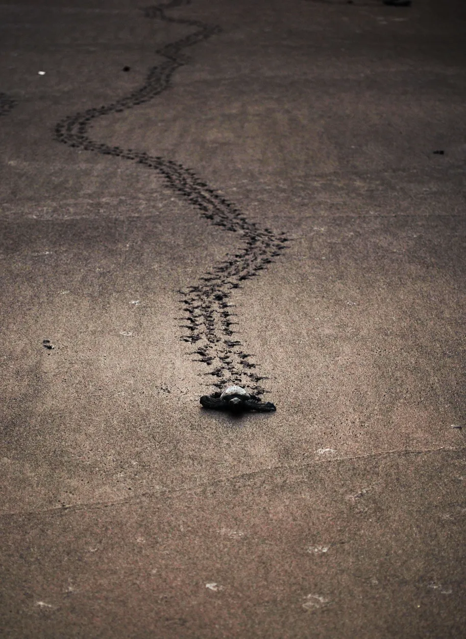 Entry 166957