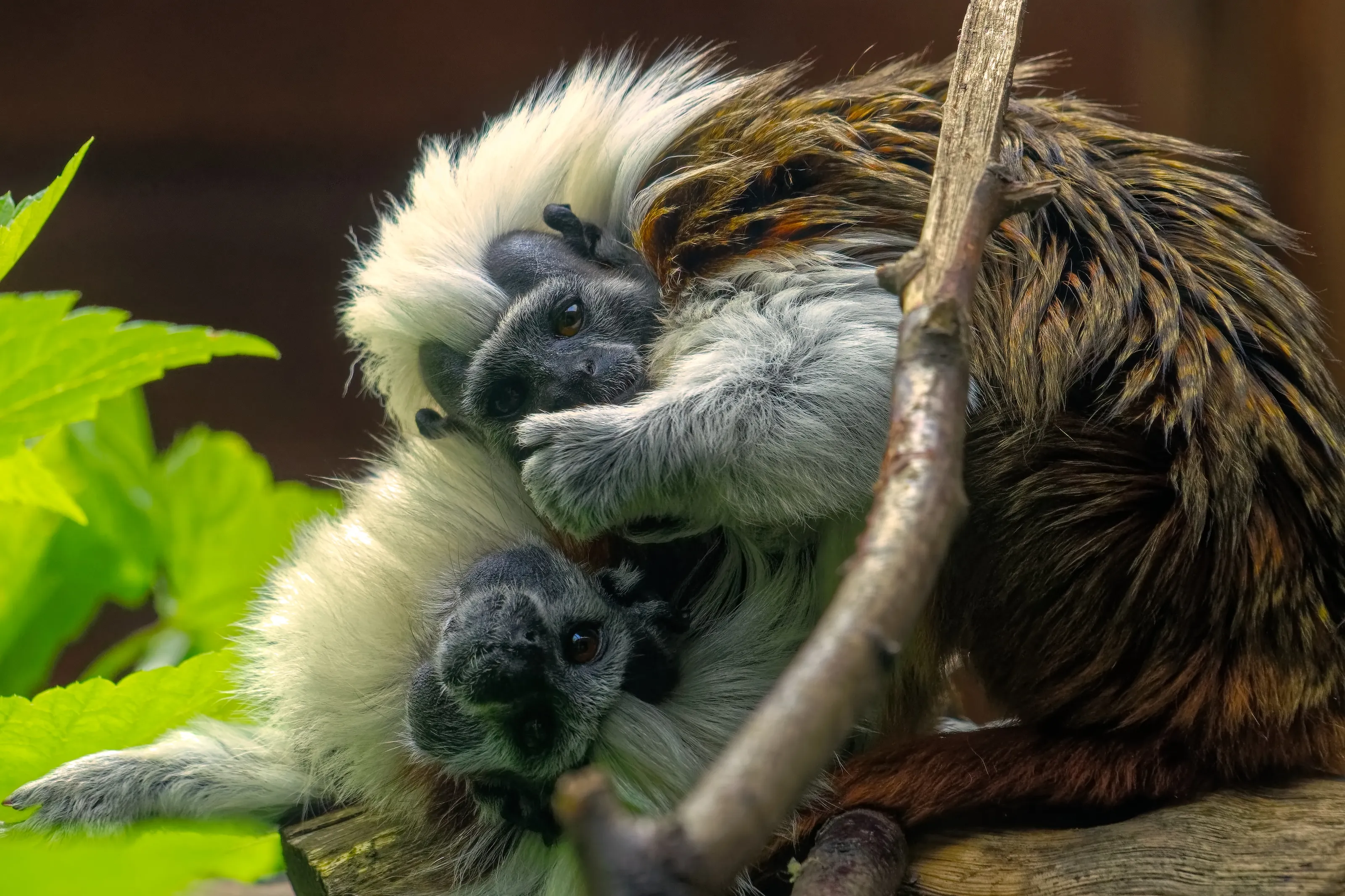 Cotton Top Tamarins.