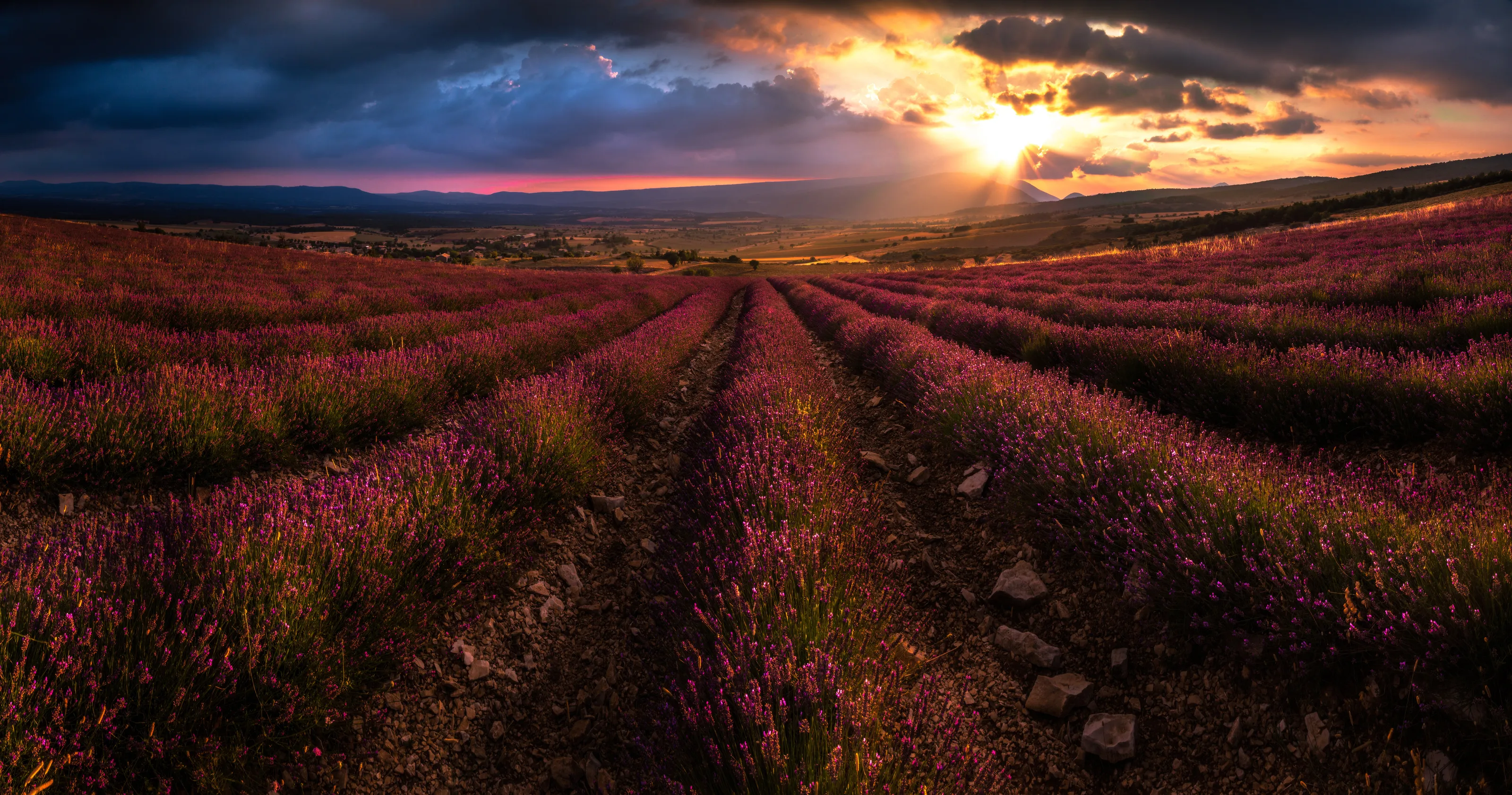 sunset lavender field south France