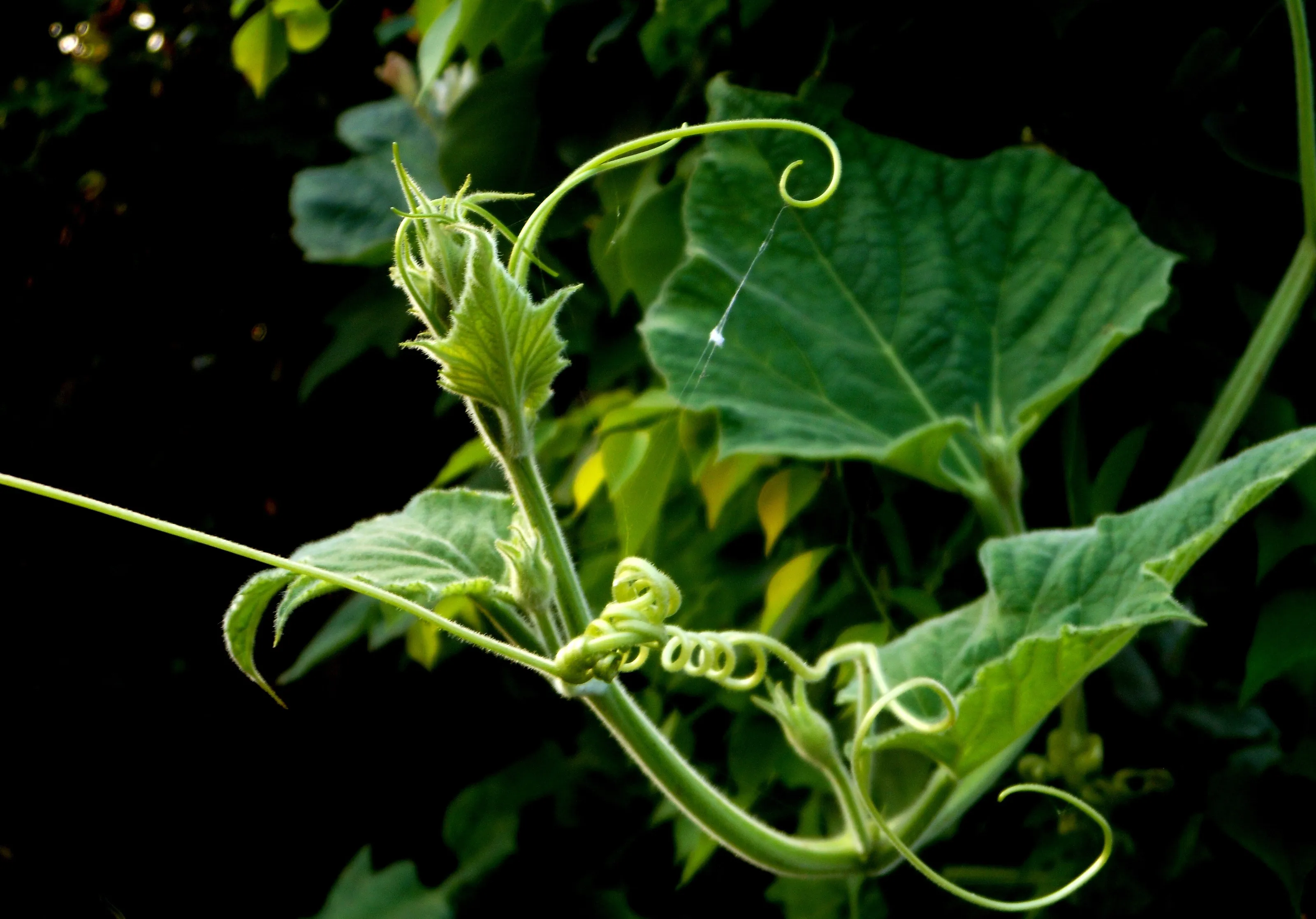 Green Beauty