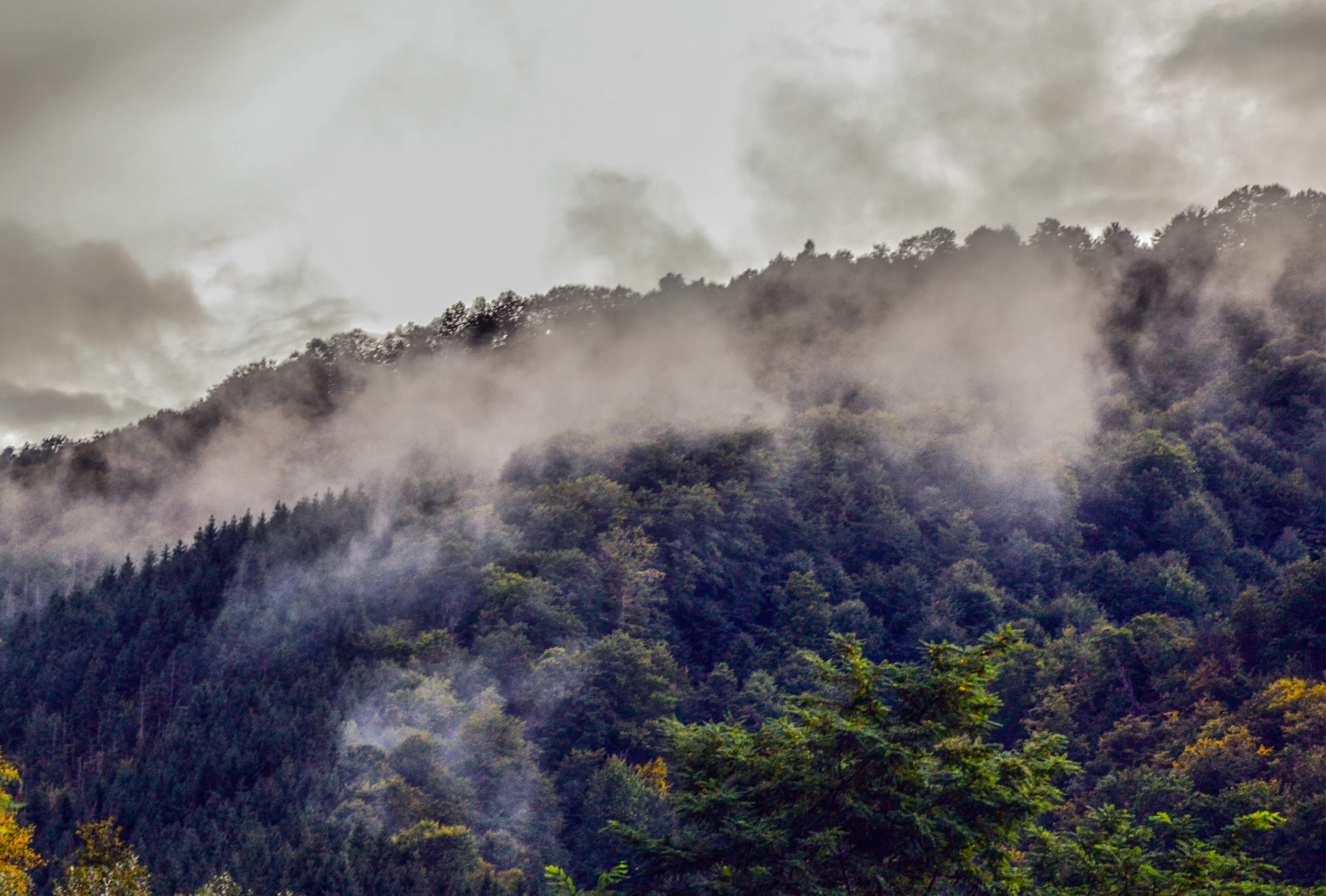 Foggy morning