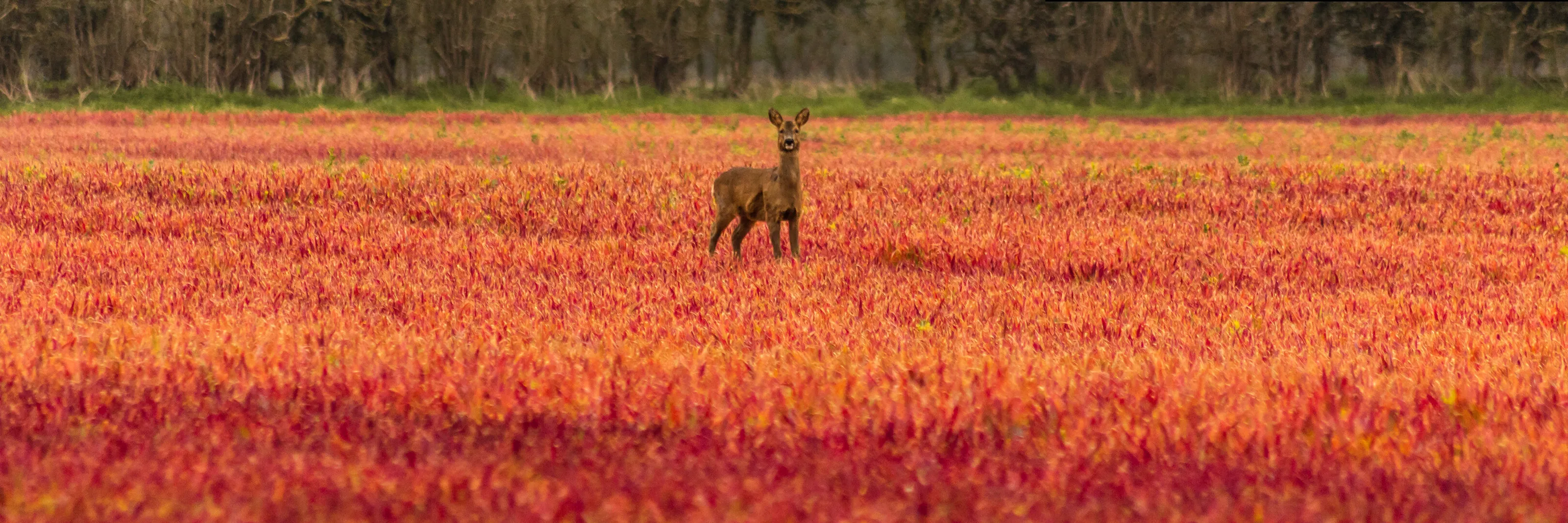 Deer in red field