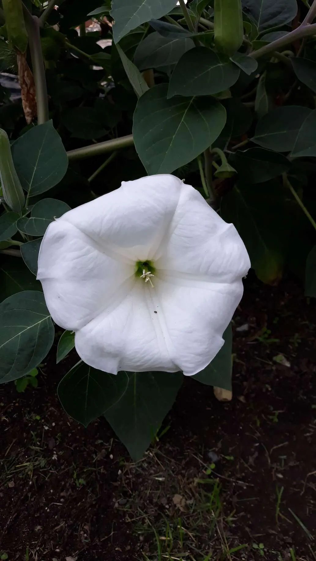 Moonflower