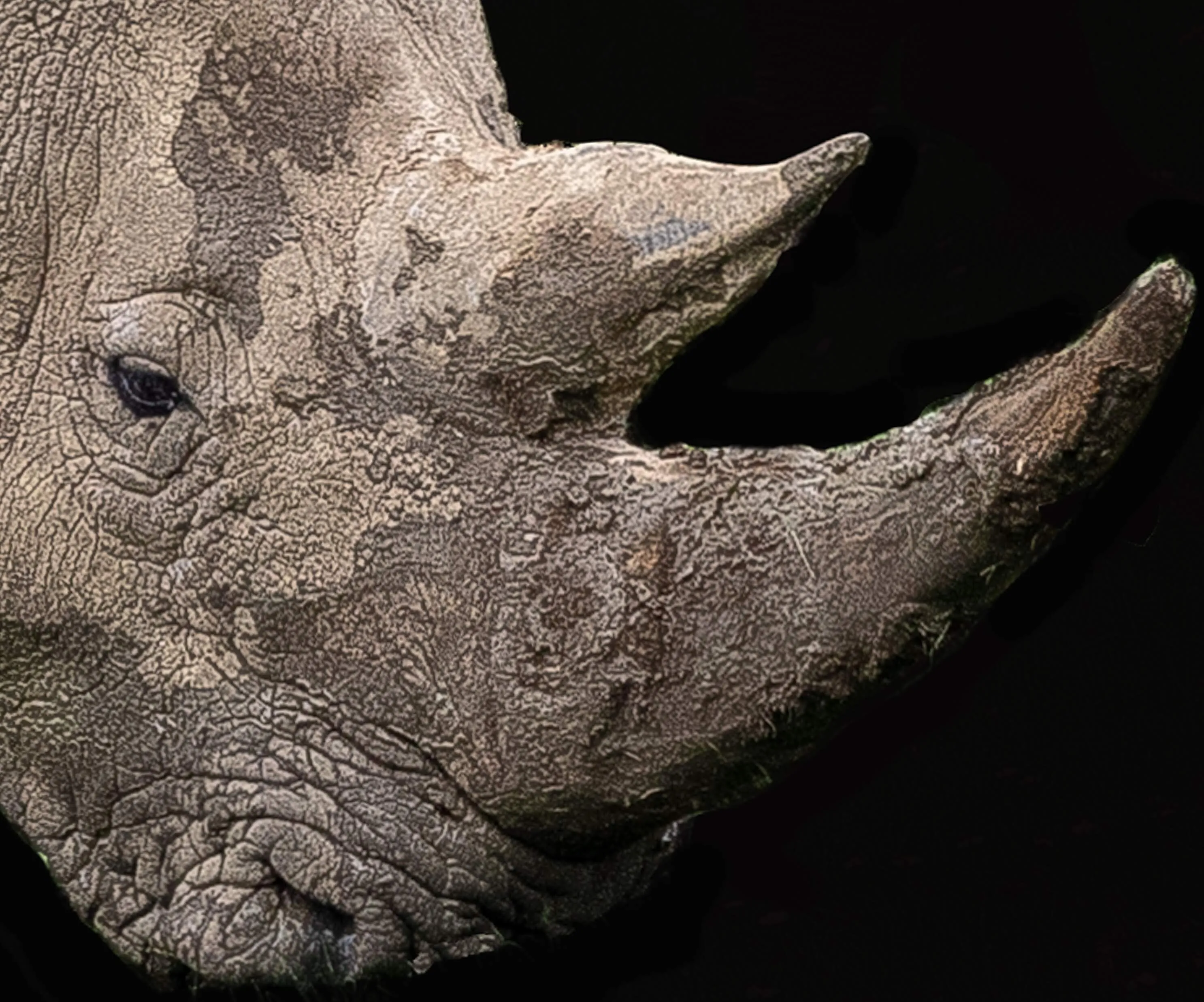Rhino