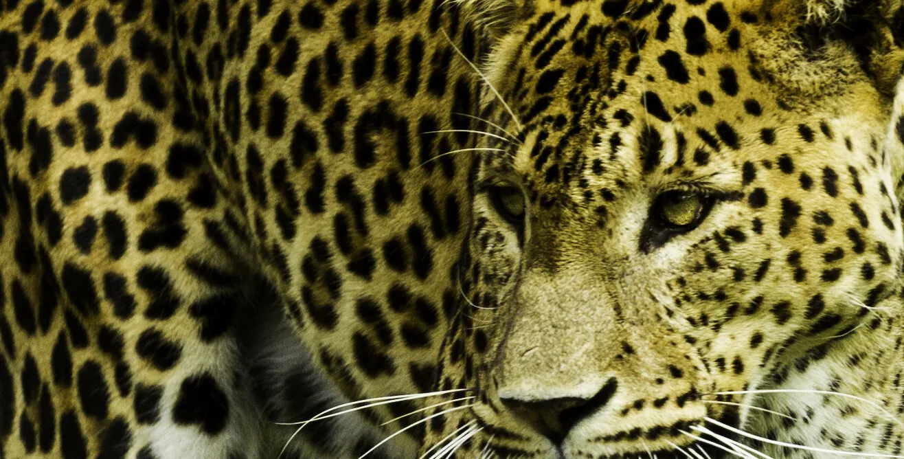 leopard