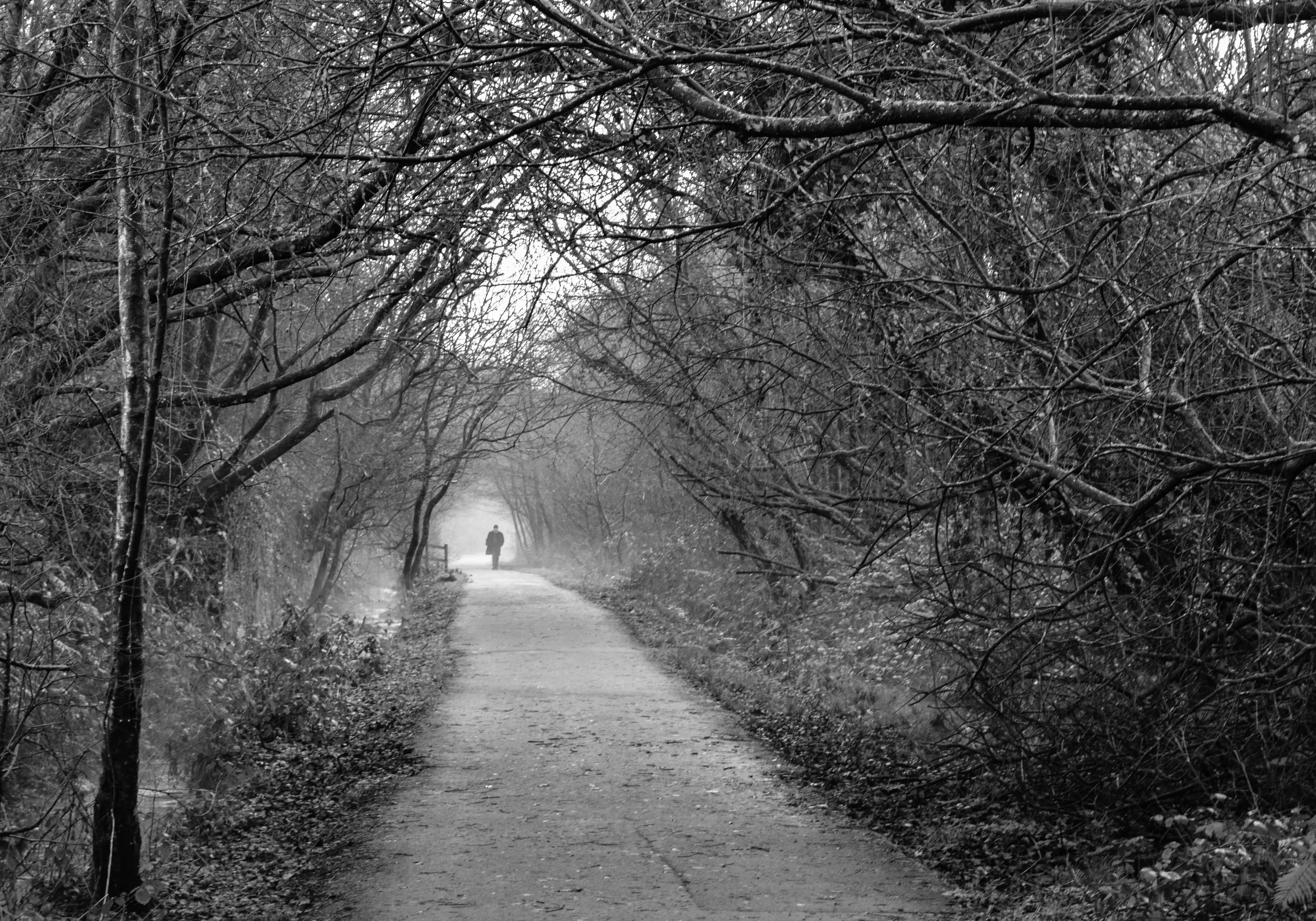 Mystery man in the trees