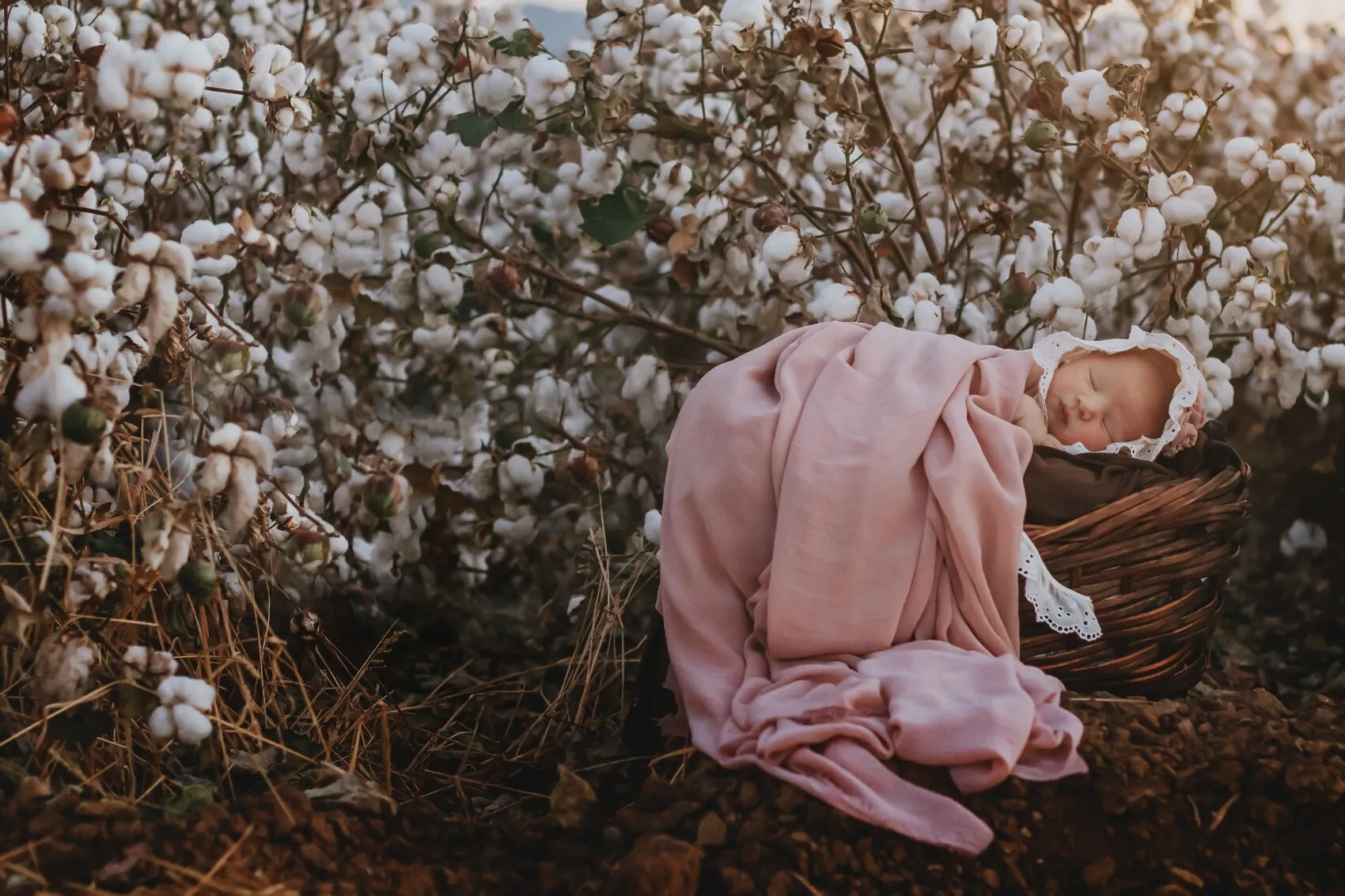 Newborn in a Cotton Field, Arizona