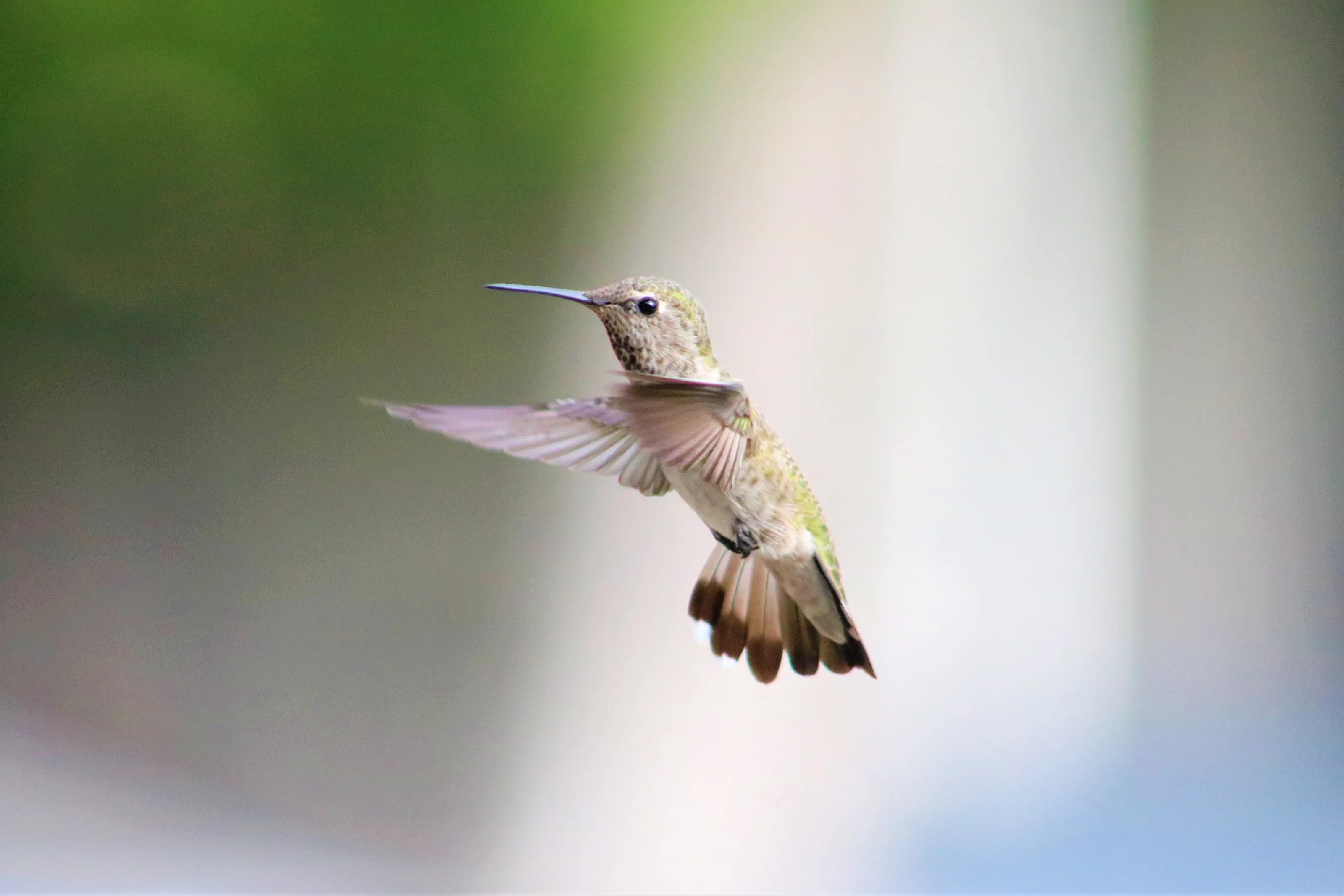 Humming Bird Ballet