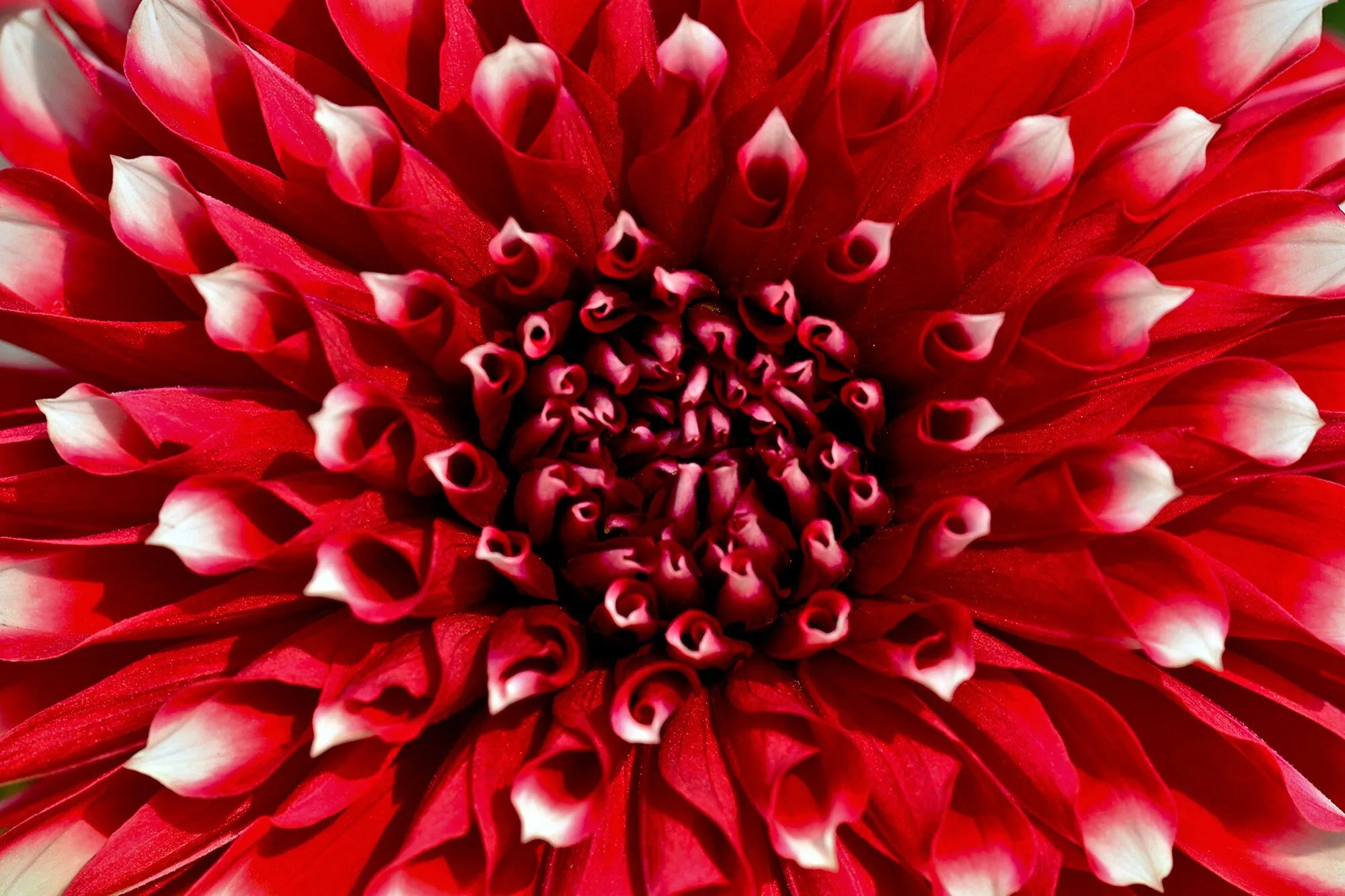PASSION OF COLORS