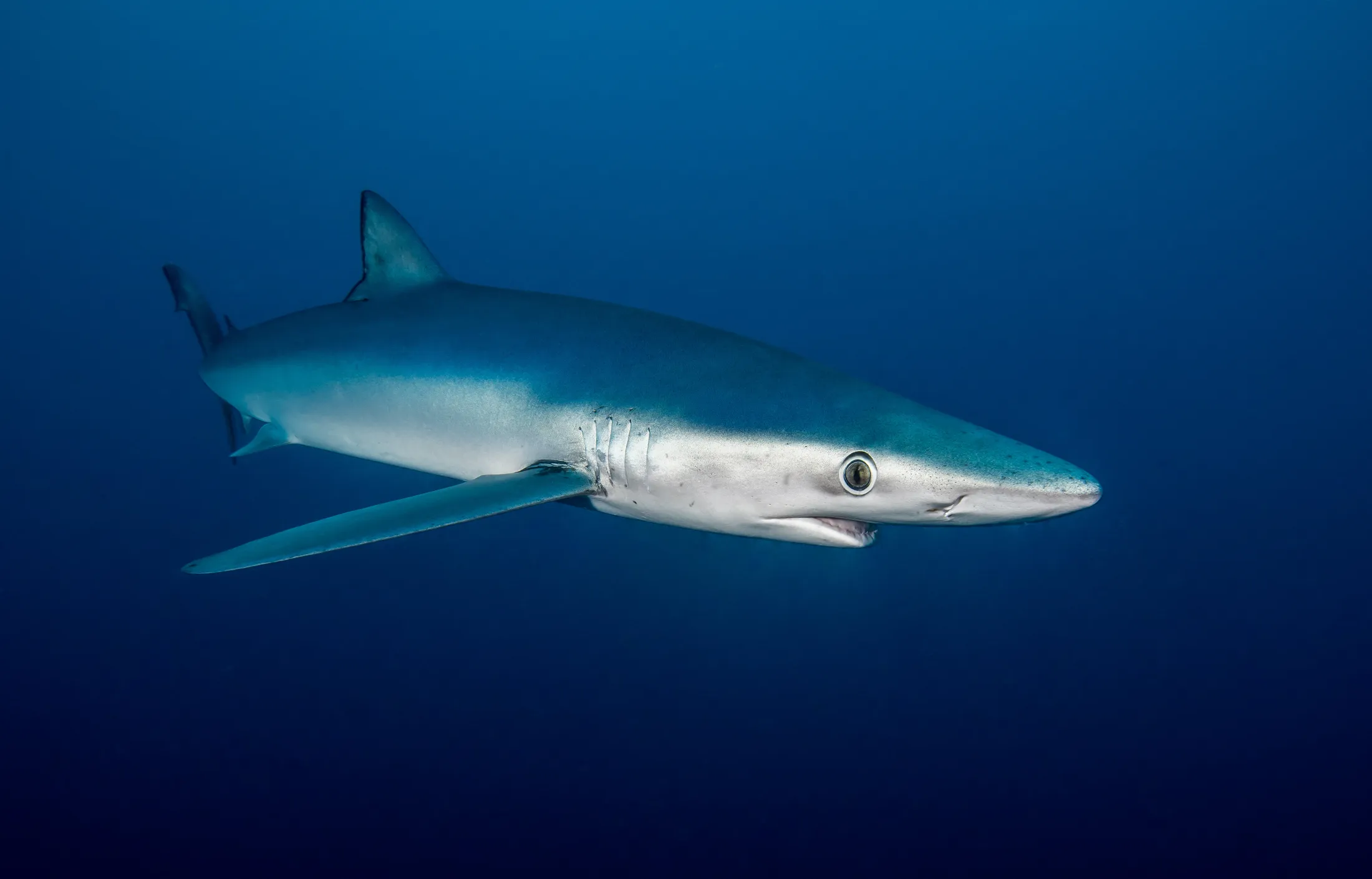 Blue Shark, South Africa