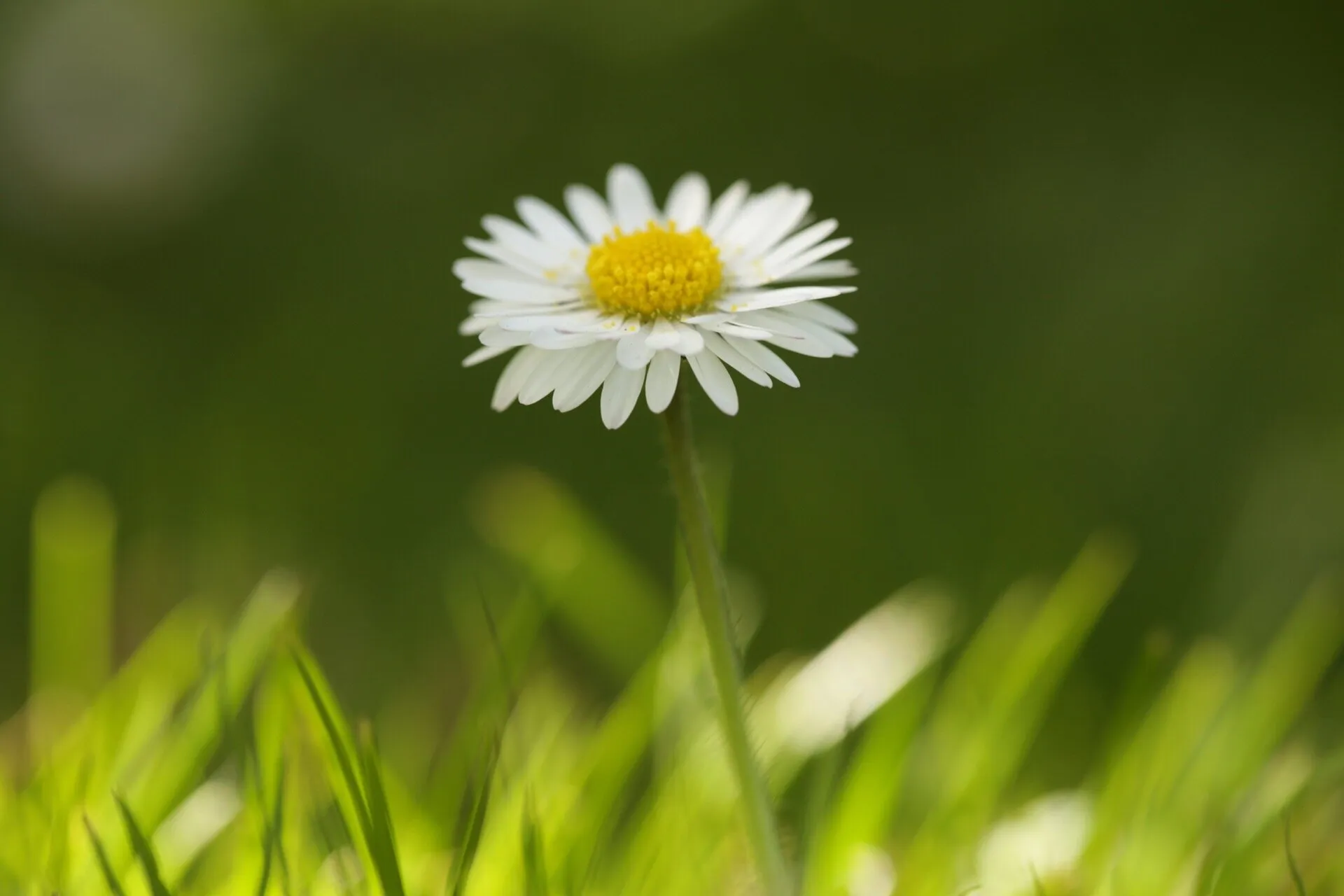 Daisy any Dalston