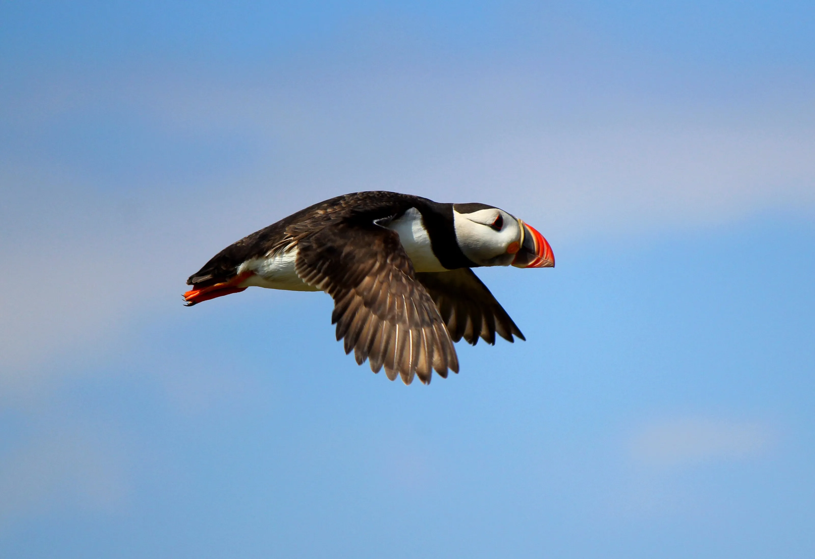 Soaring