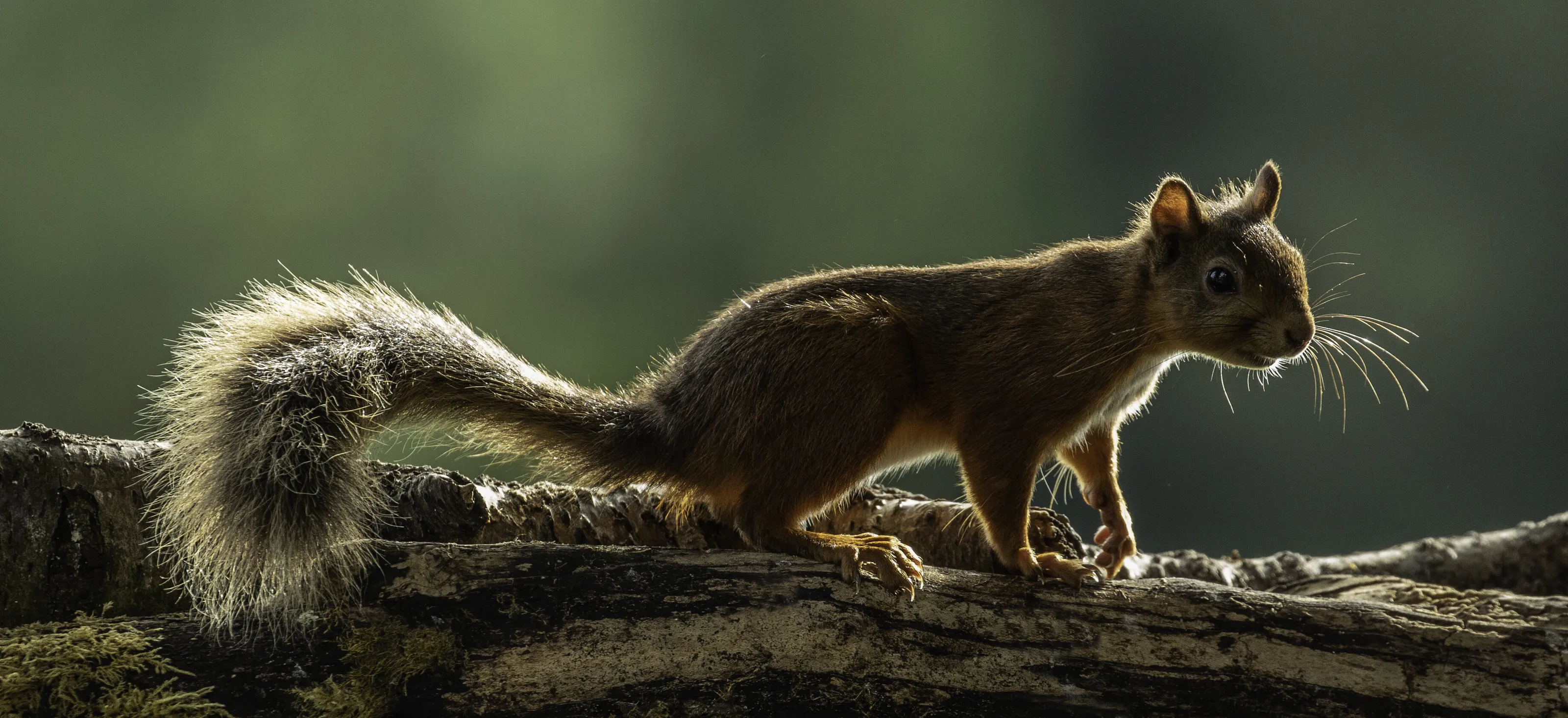 Red squirrel