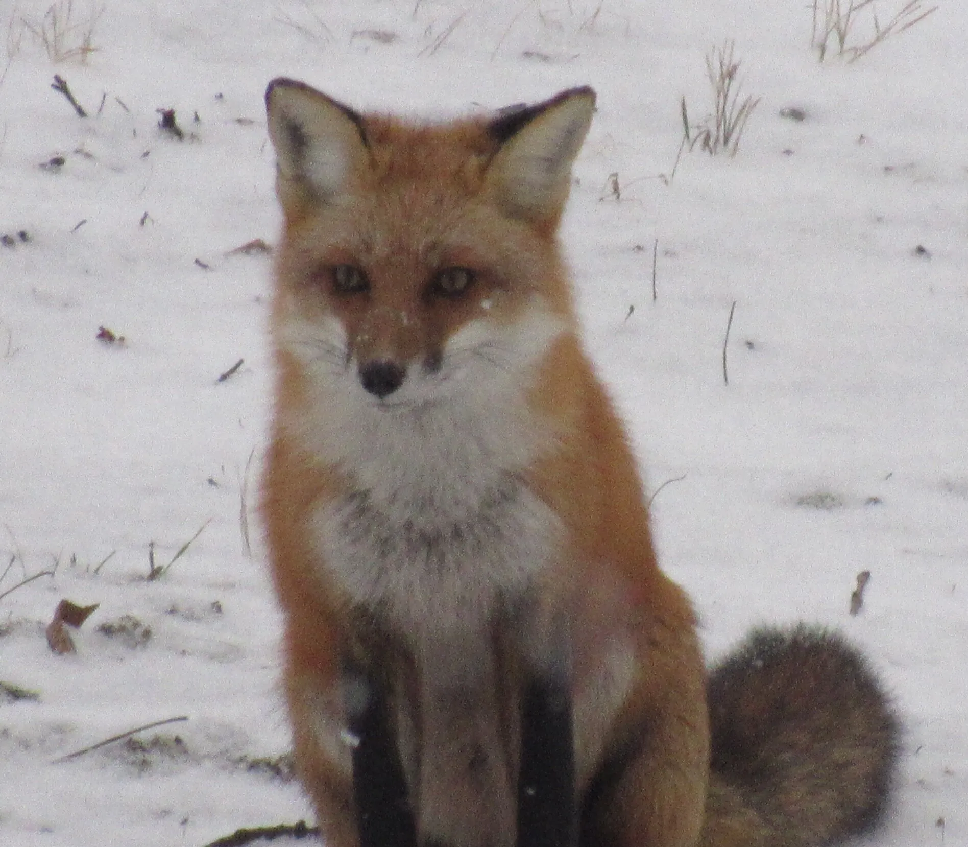 Mr Red Fox