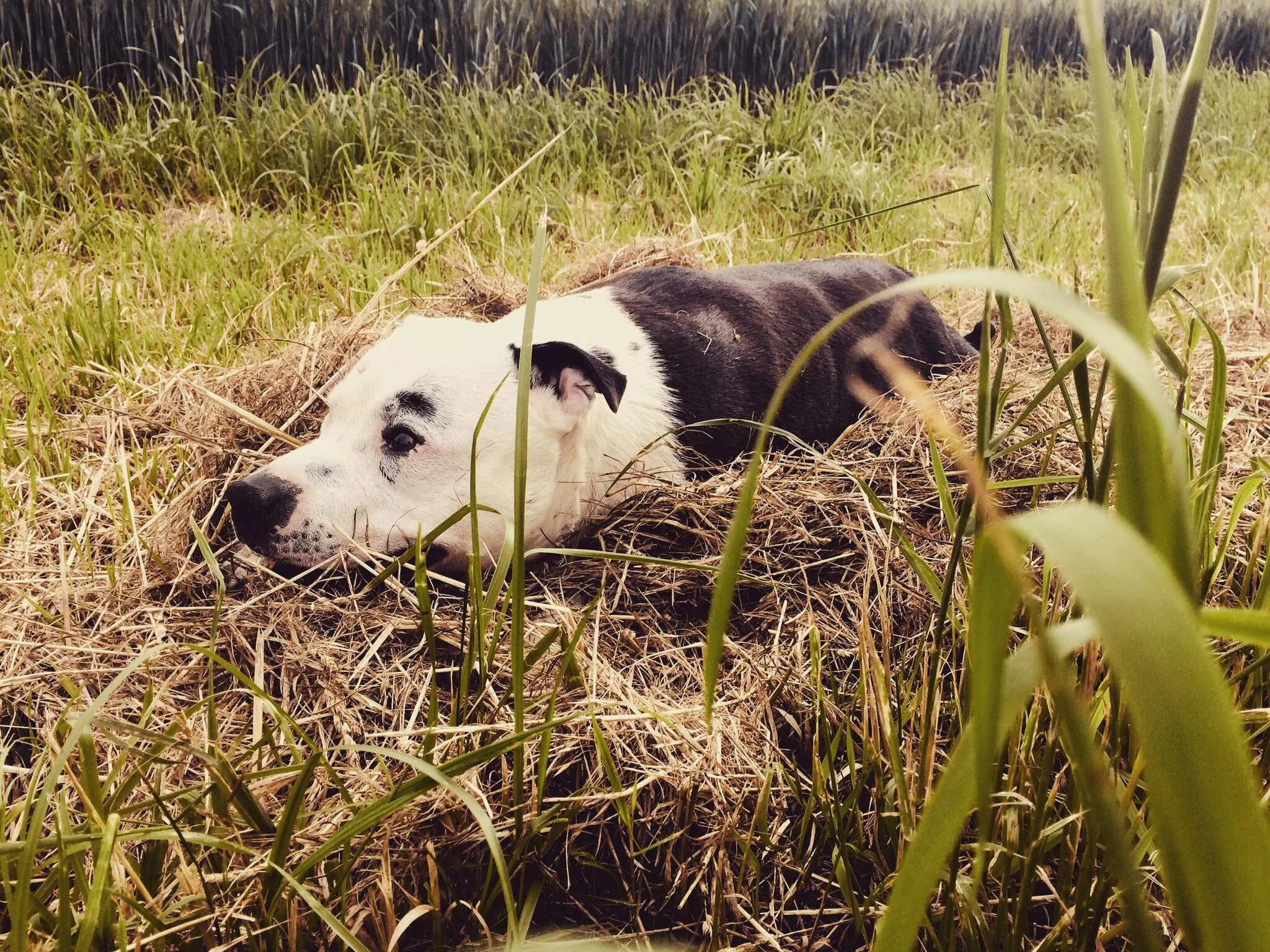 Blue in hay