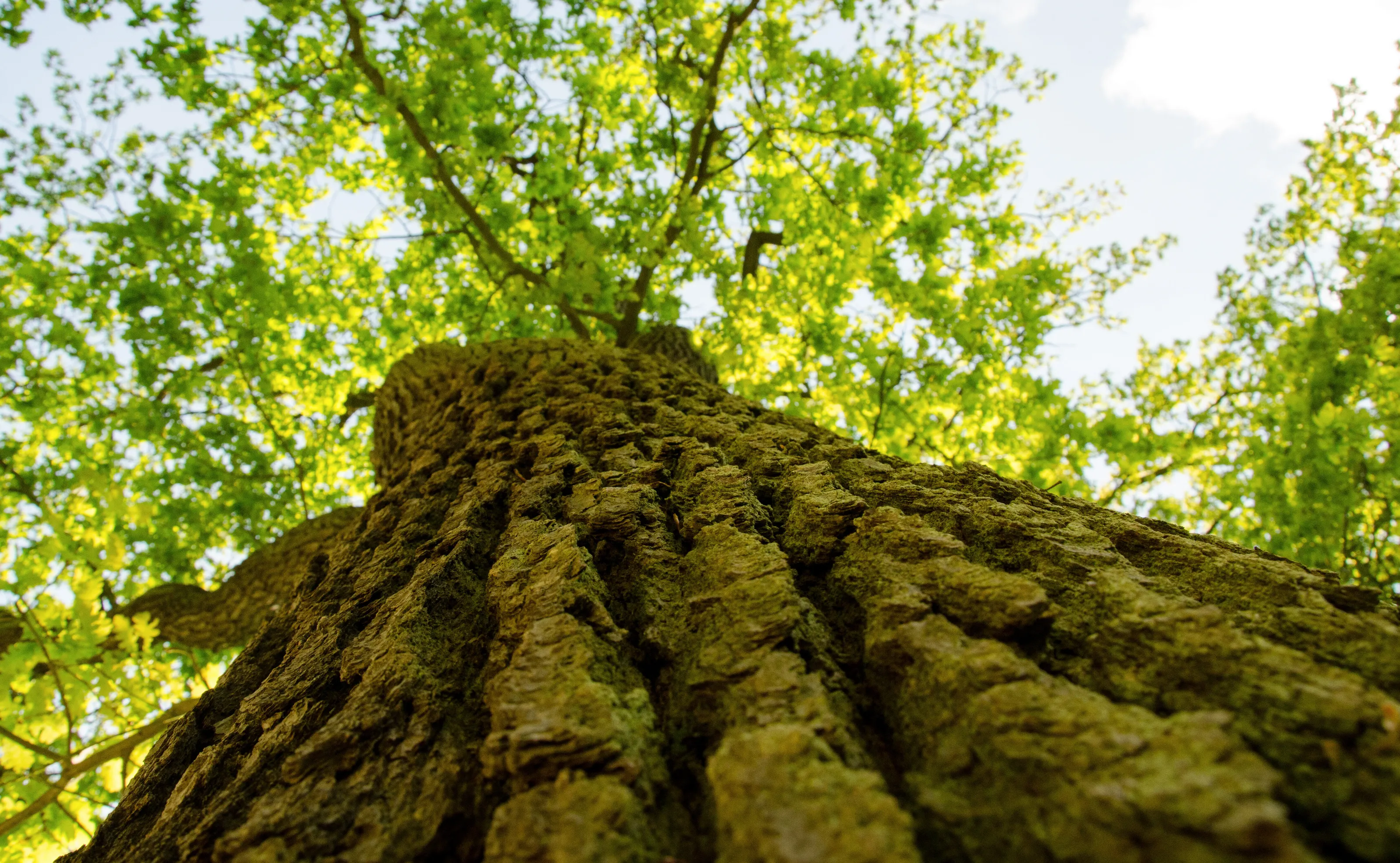 Skyward view of a beautiful tree