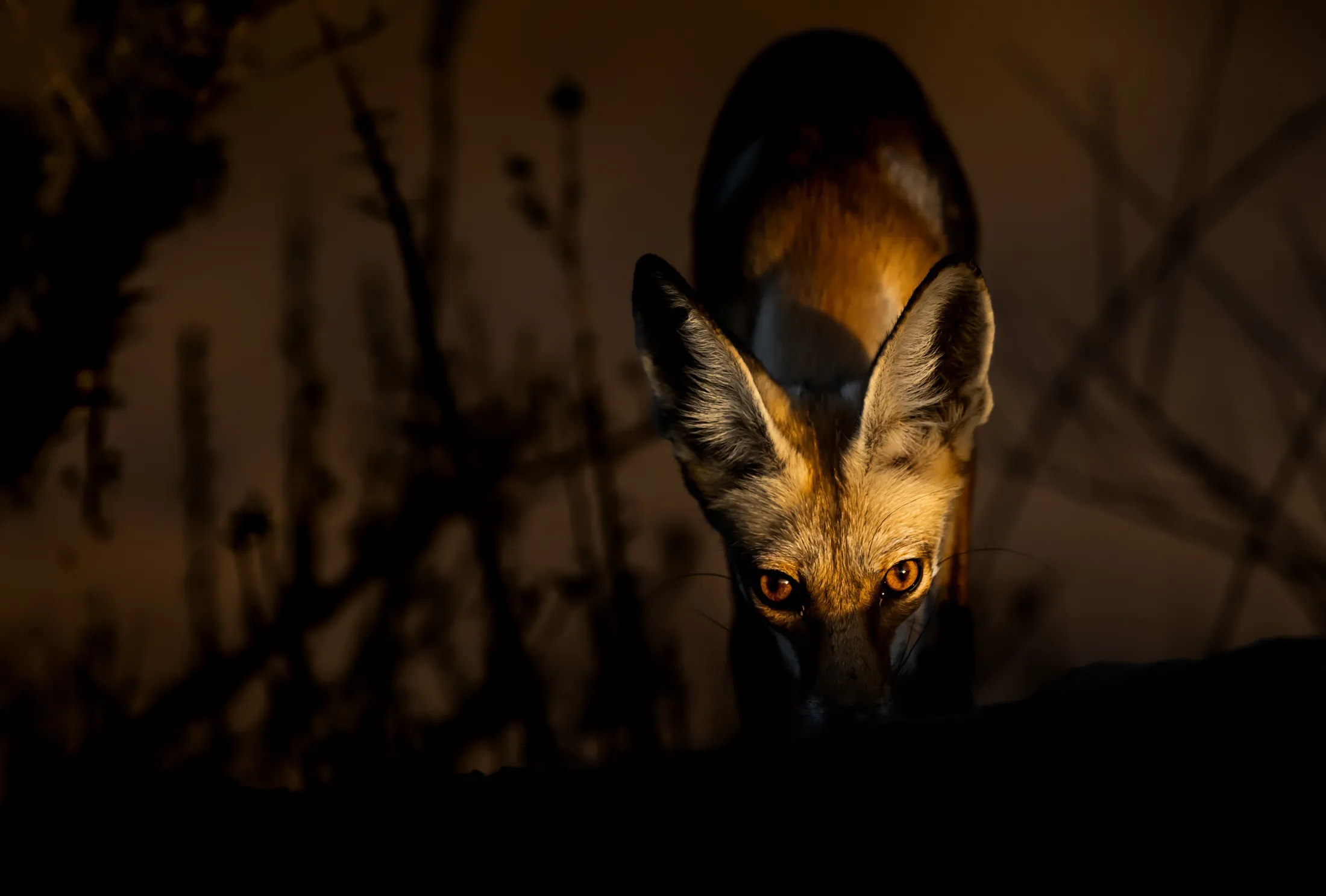 Arabian Red Fox