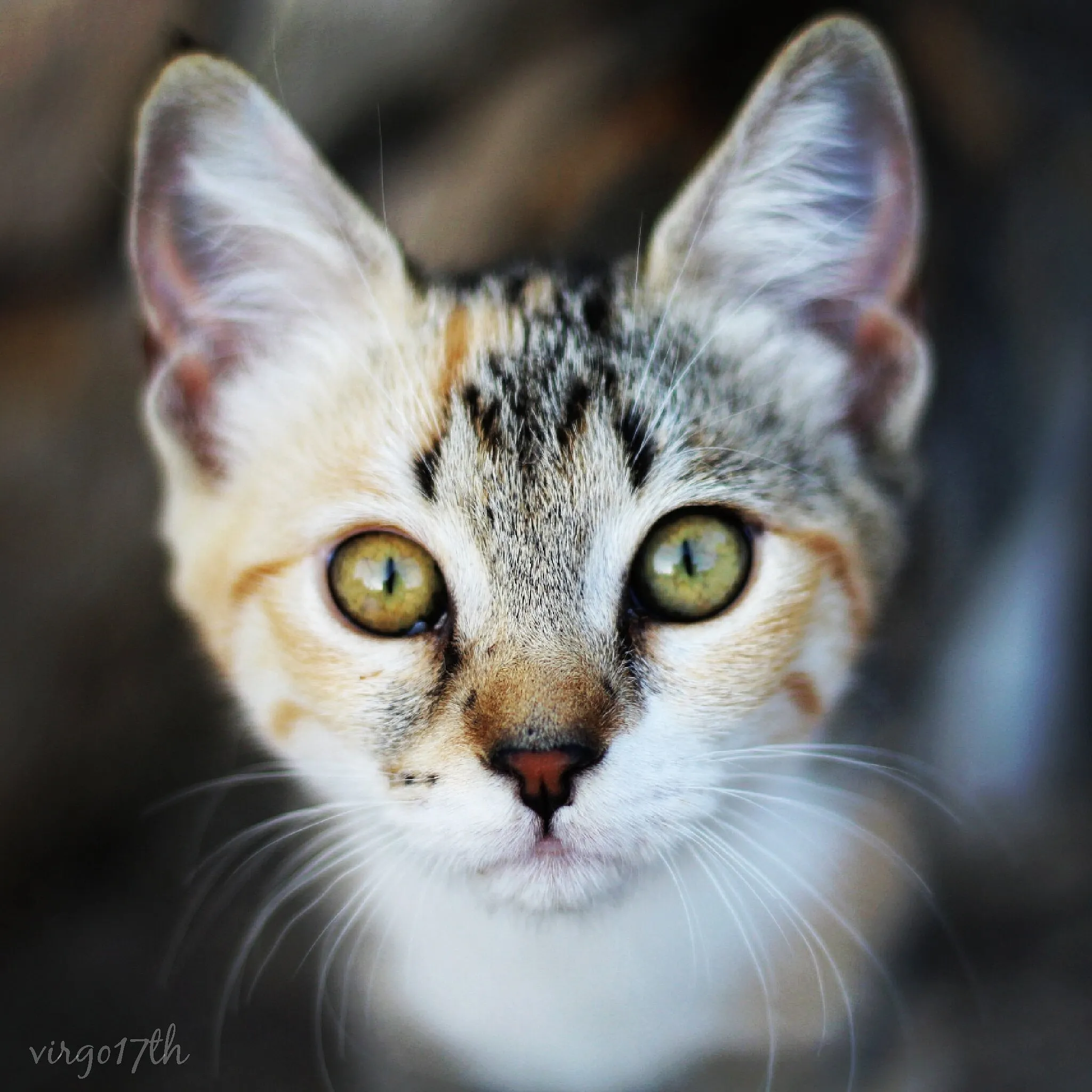 Feline beauty
