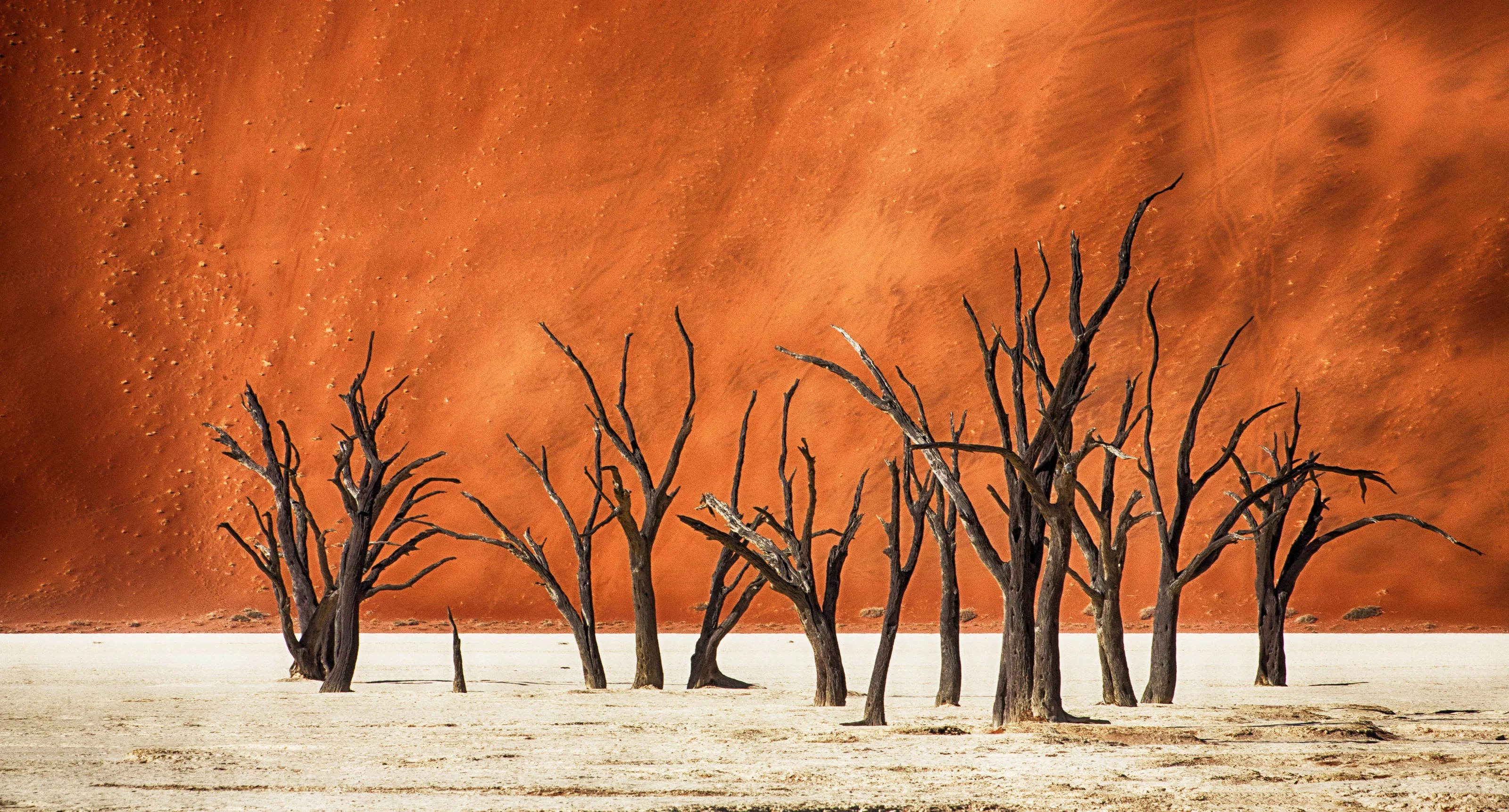 Petrified forest Deadvlei, Namibia.