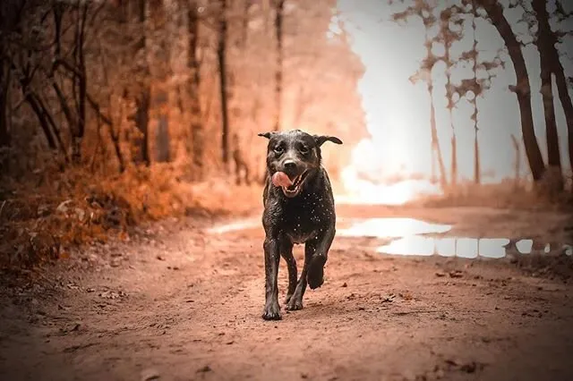 #MyDog