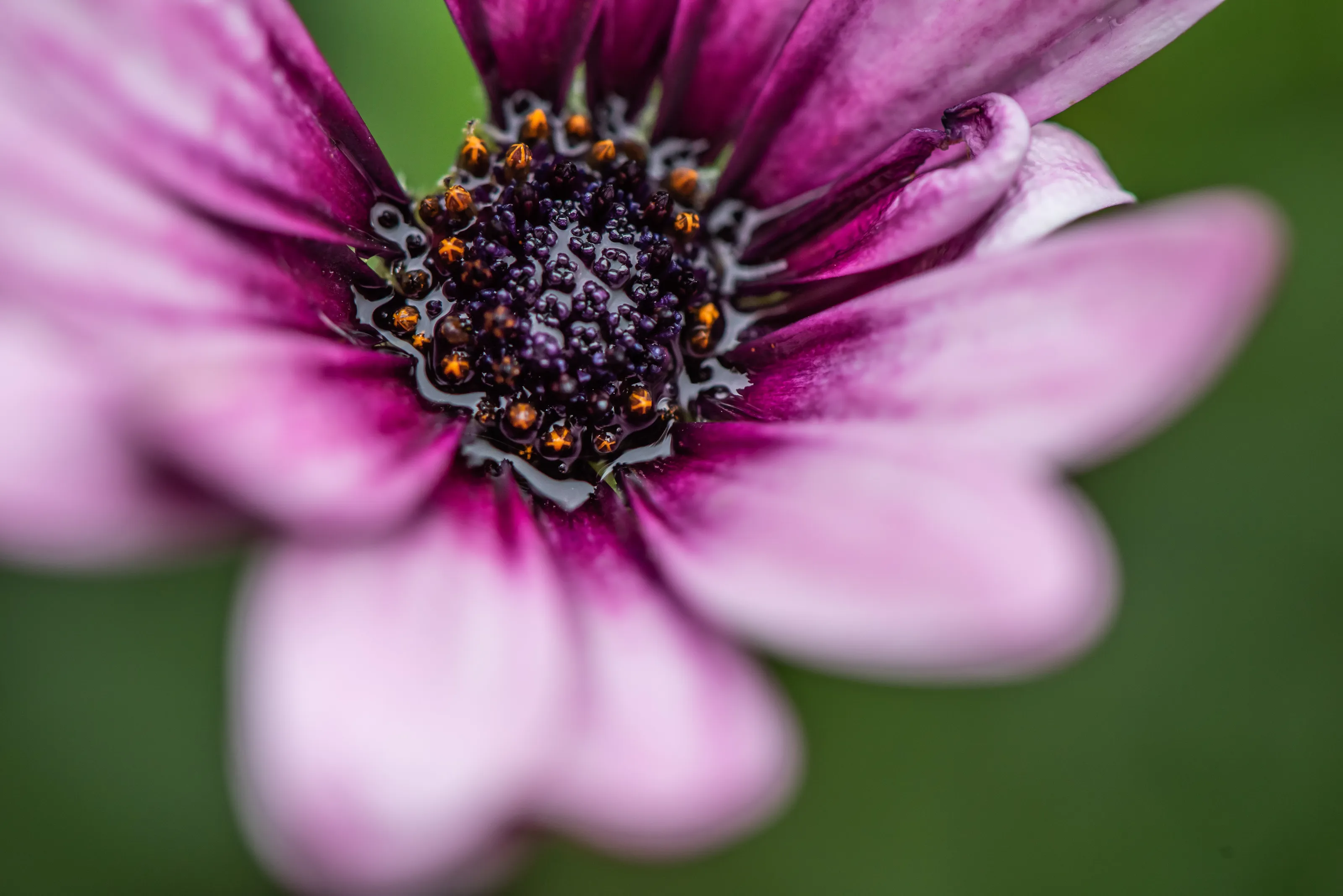 Daisies flower