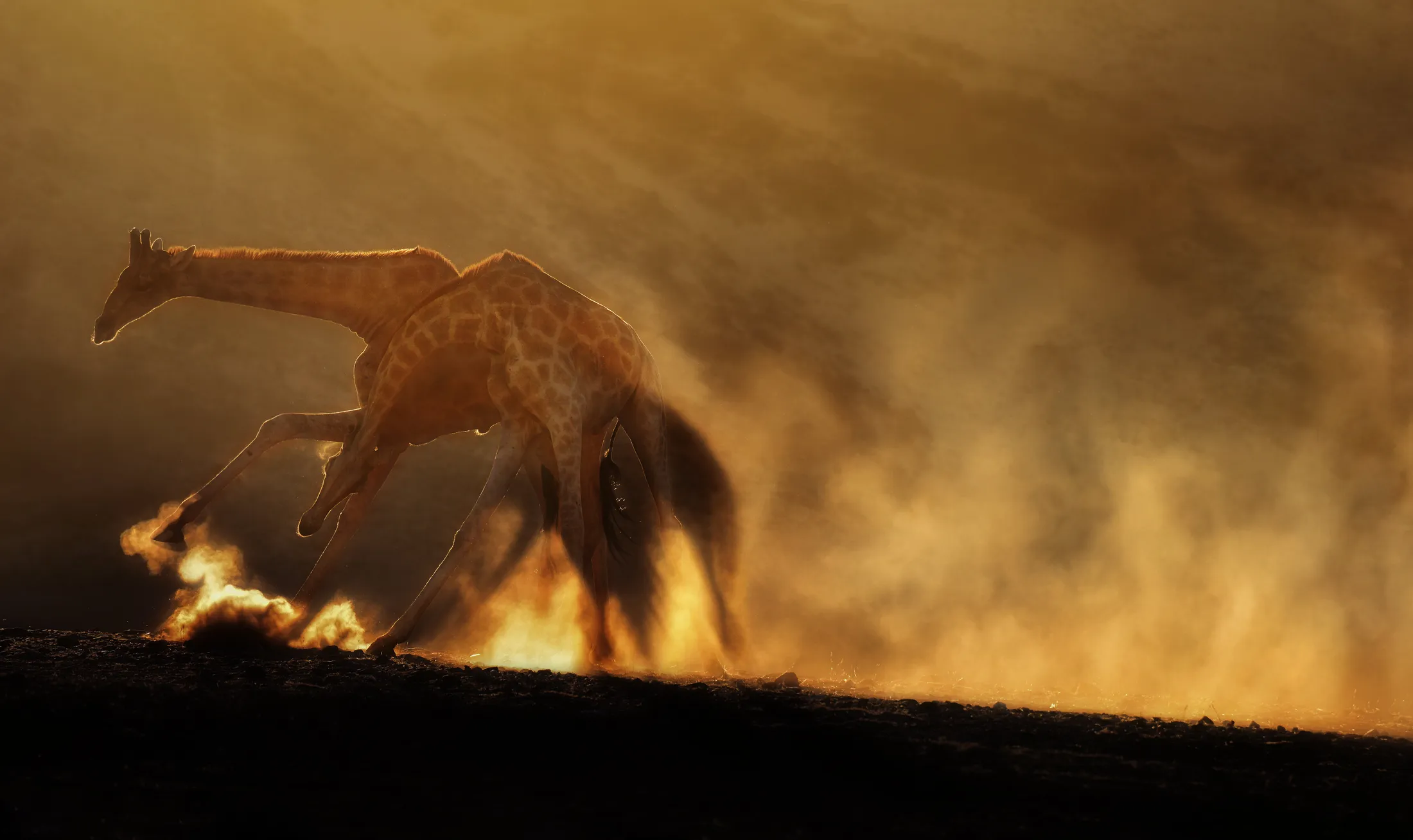 A Dance in the Dust