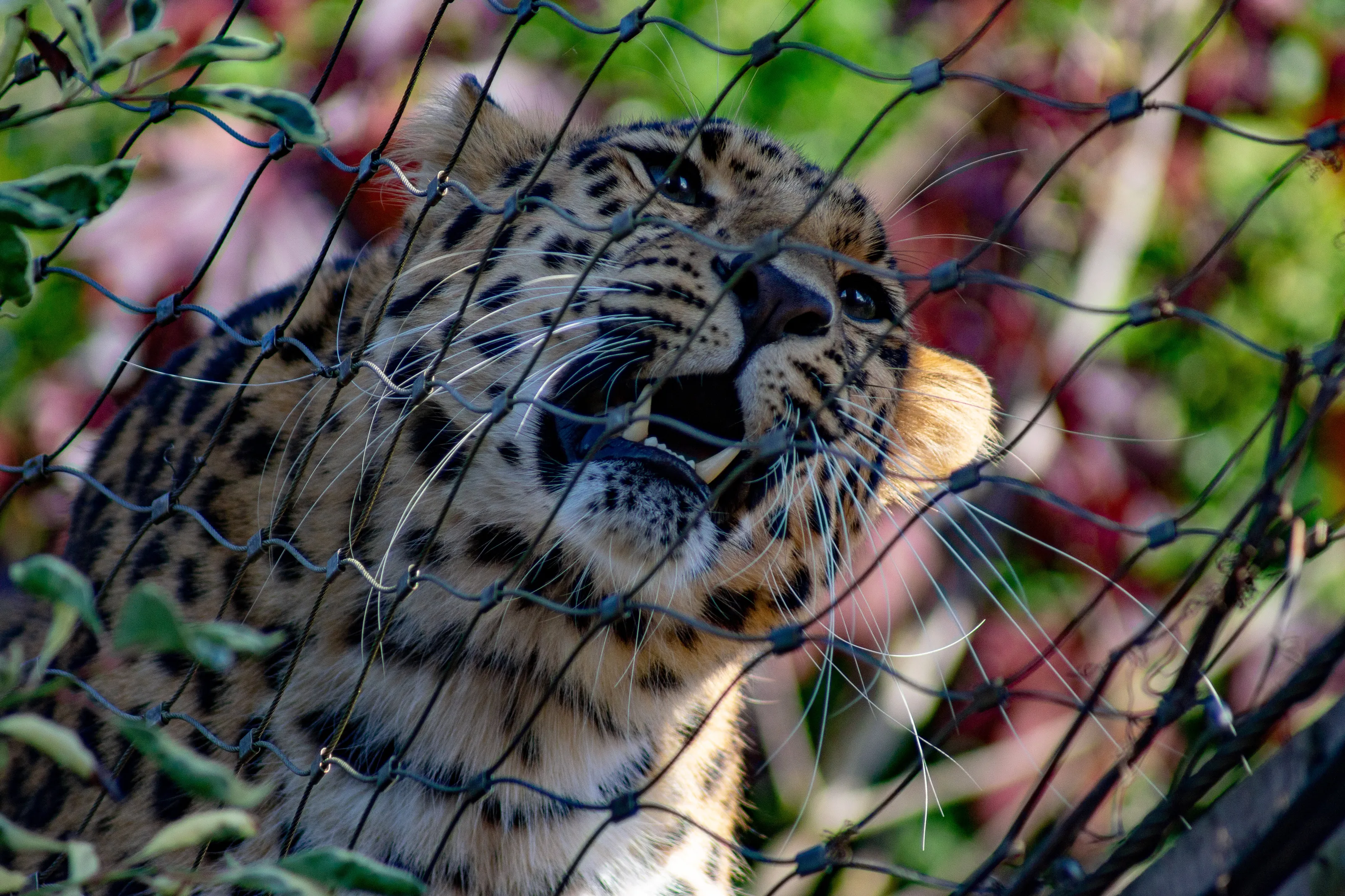 Staying this side of the fence