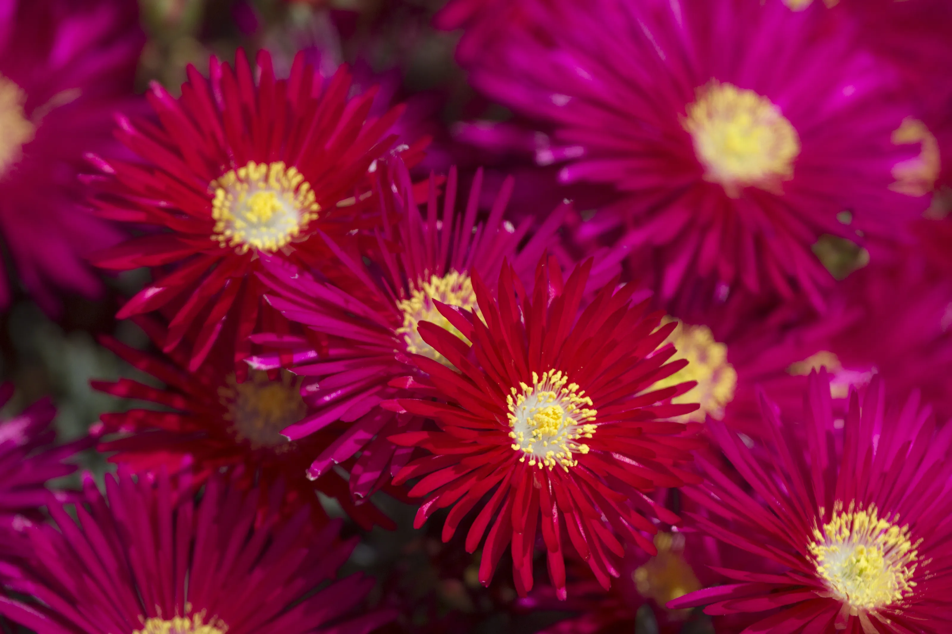 Pink Paper Flowers