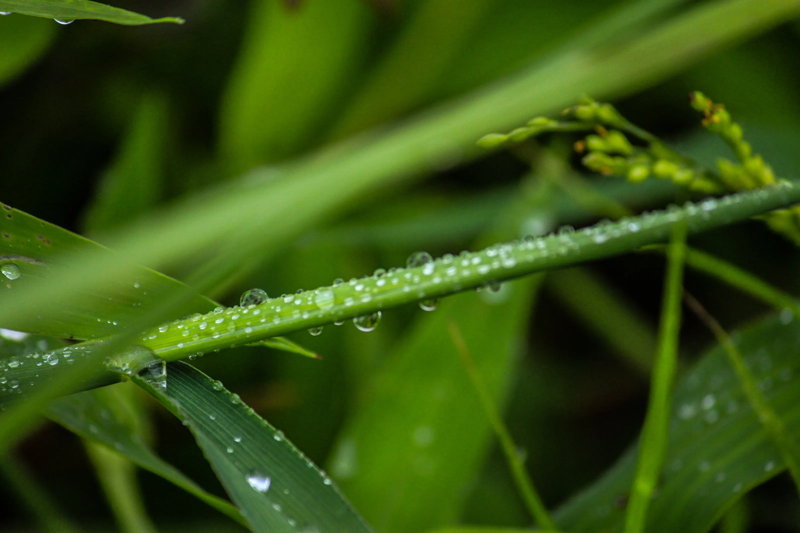 Water on Greens