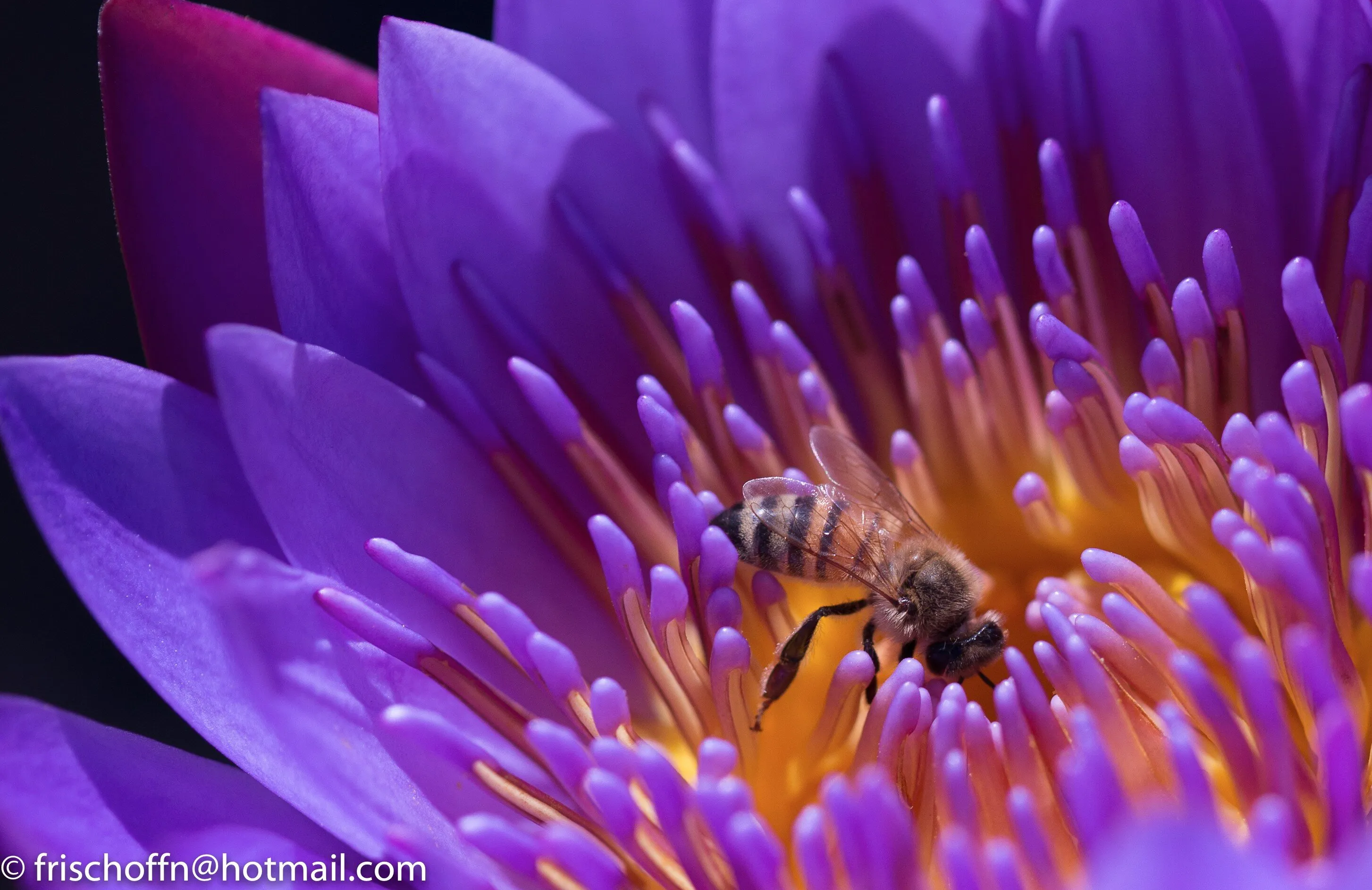 Bee work