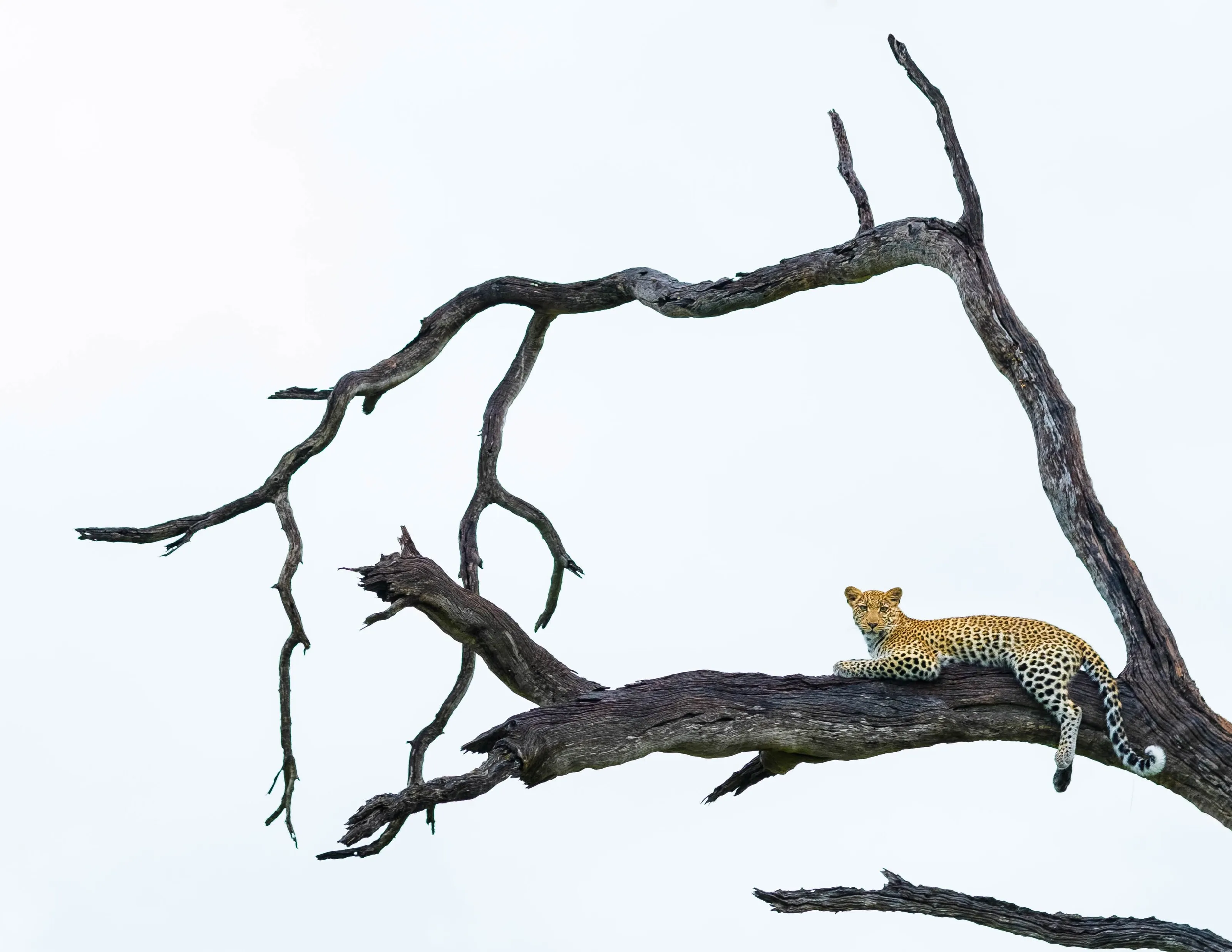 A Watchful Eye