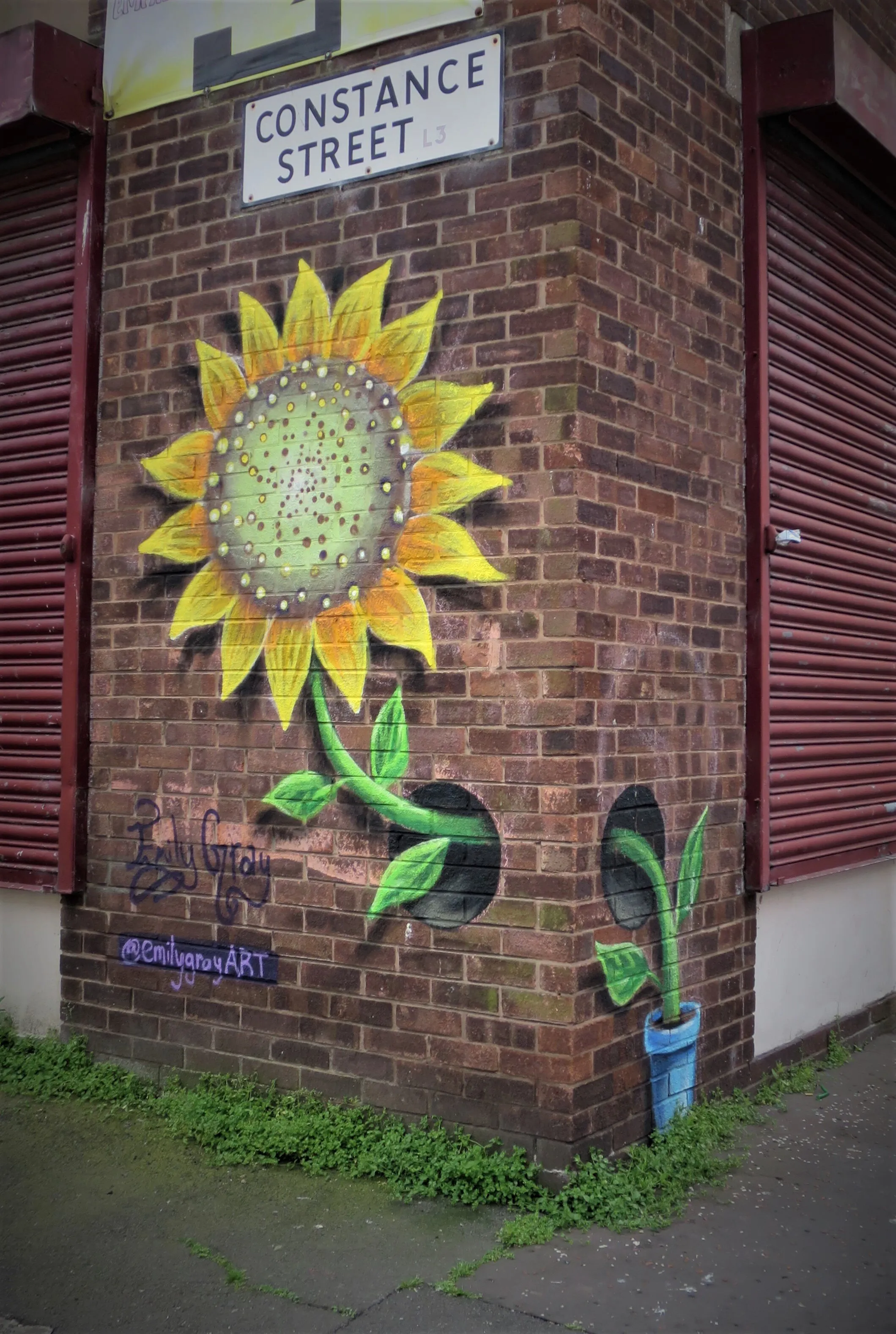 Sunflower in the Liverpool