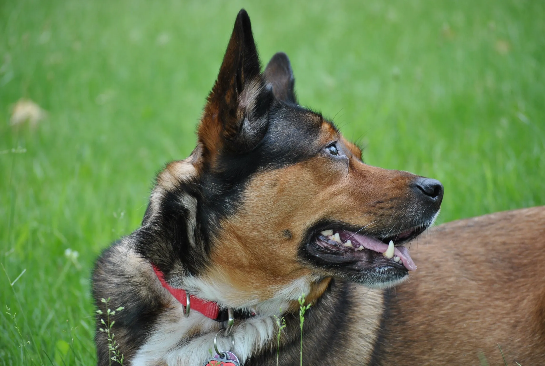Mollie