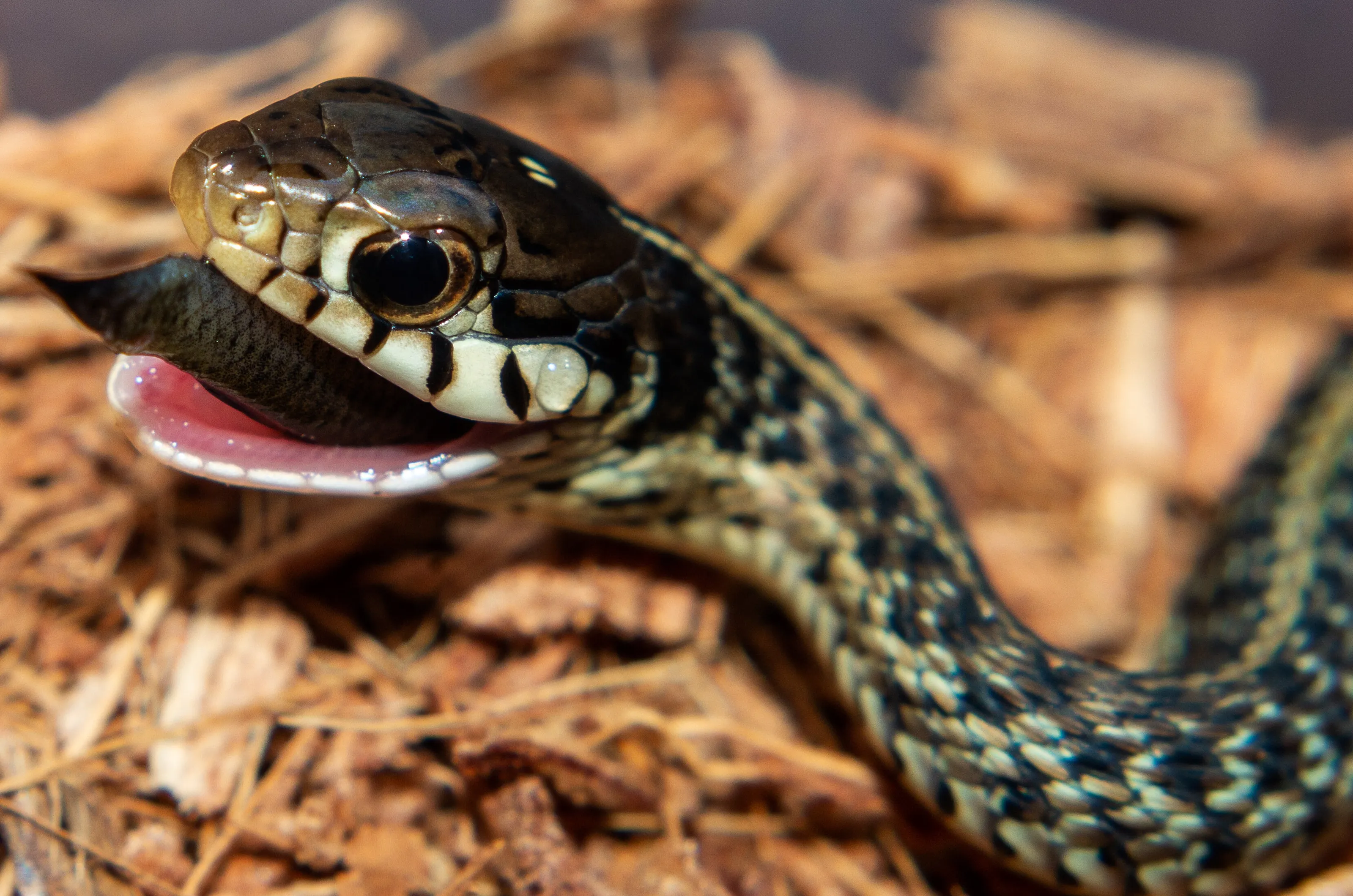 Thamnophis Sirtalis Feeding