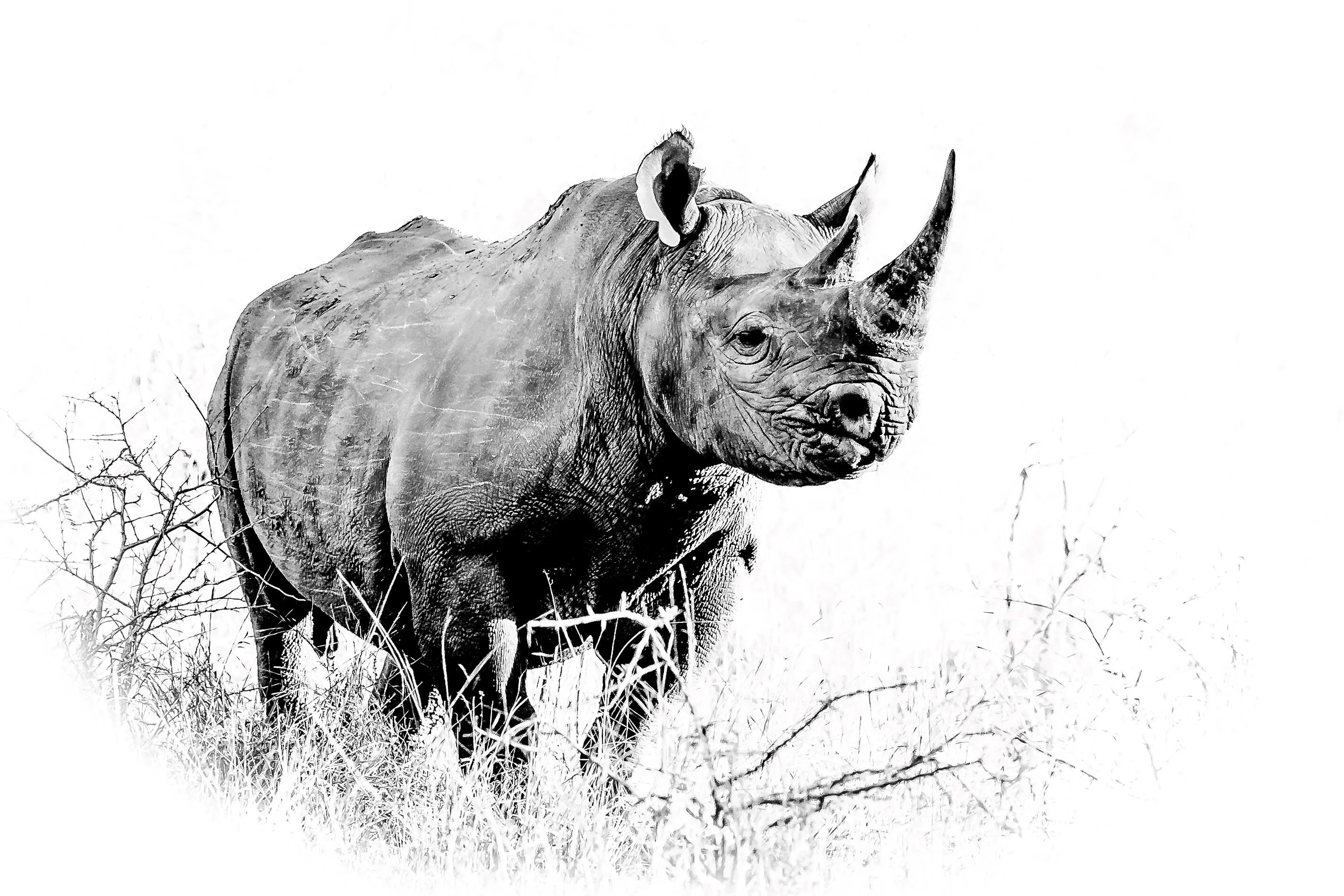 Black Rhino
