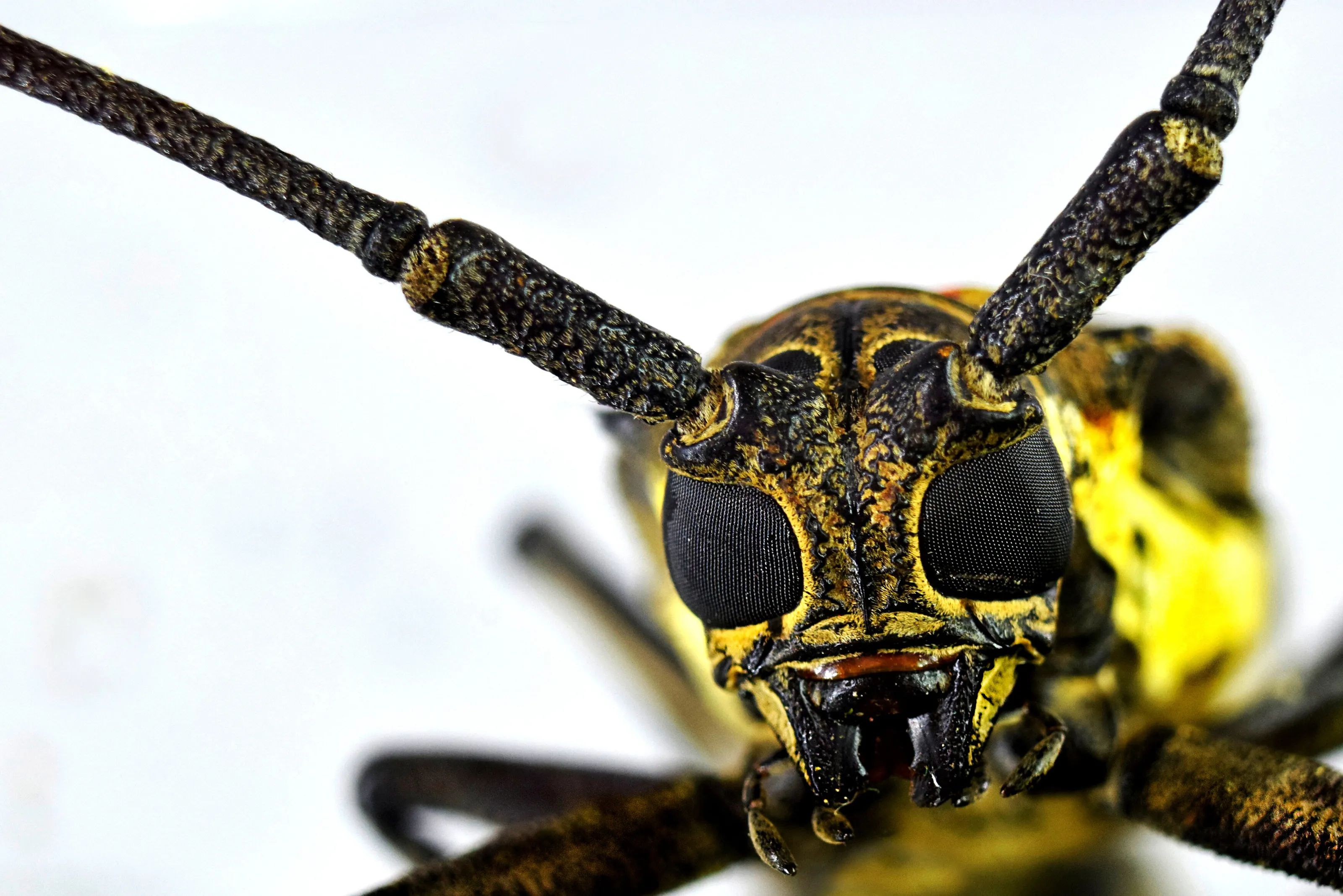 Compound eyes of Longhorn Beetle