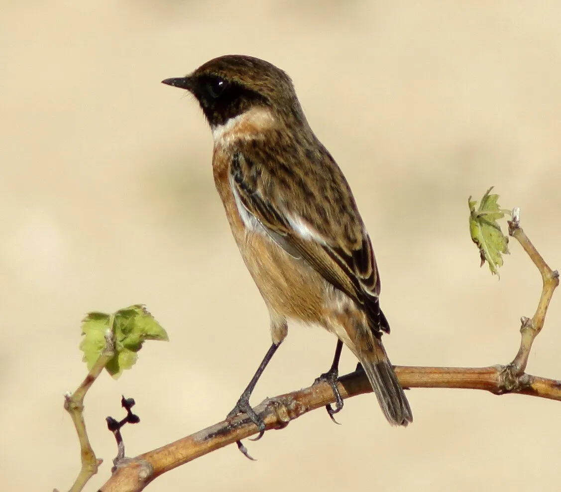 Stonechat