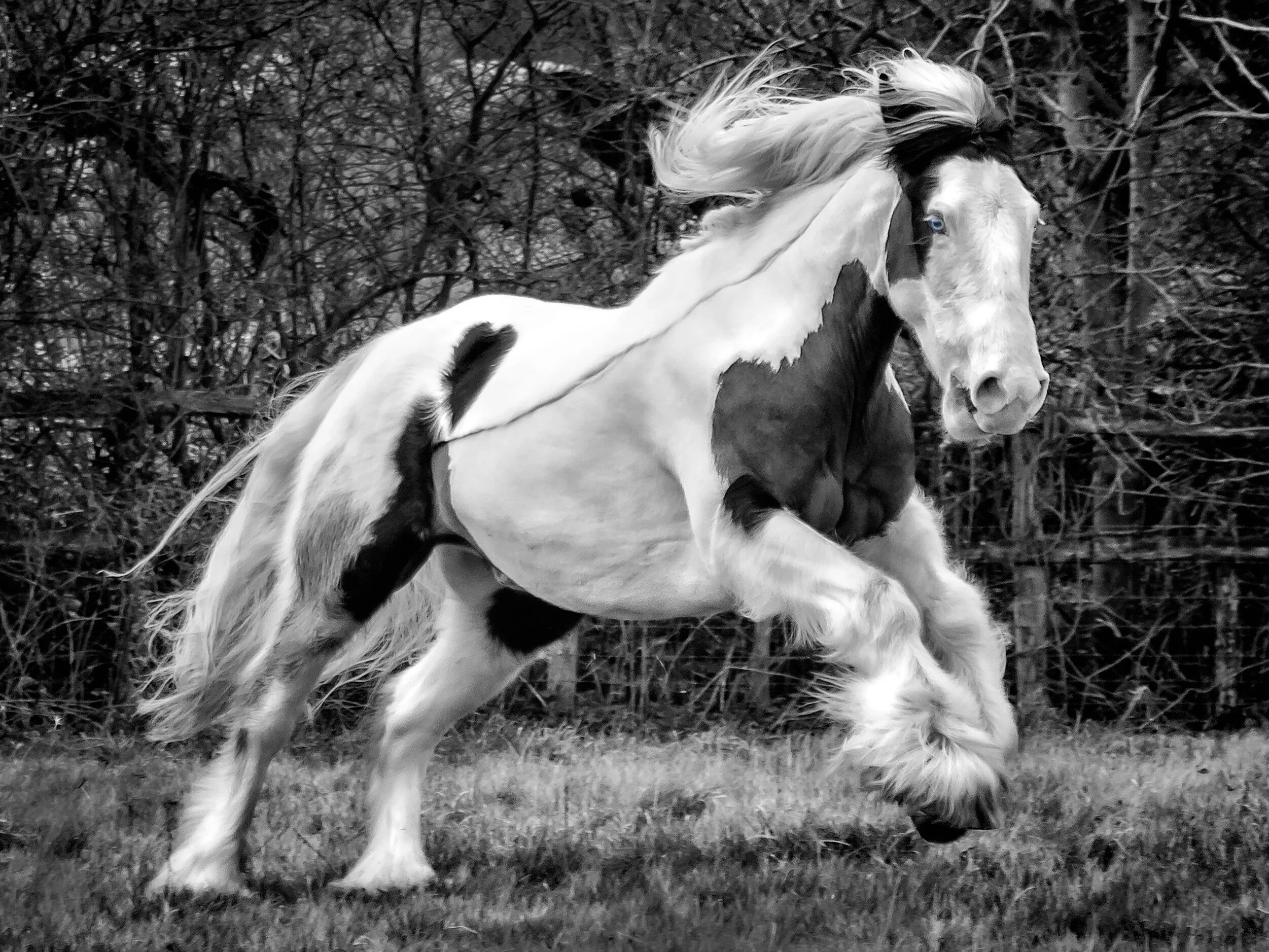 Moses at Gallop