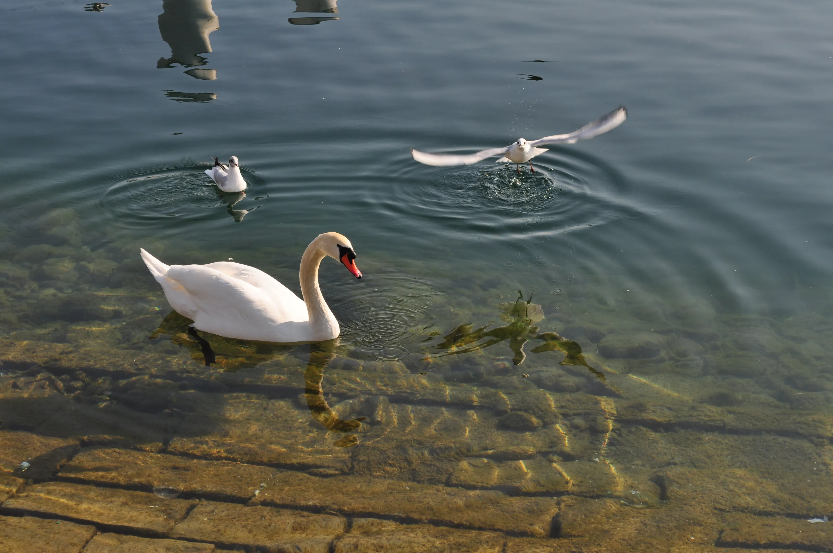 Lake Flight