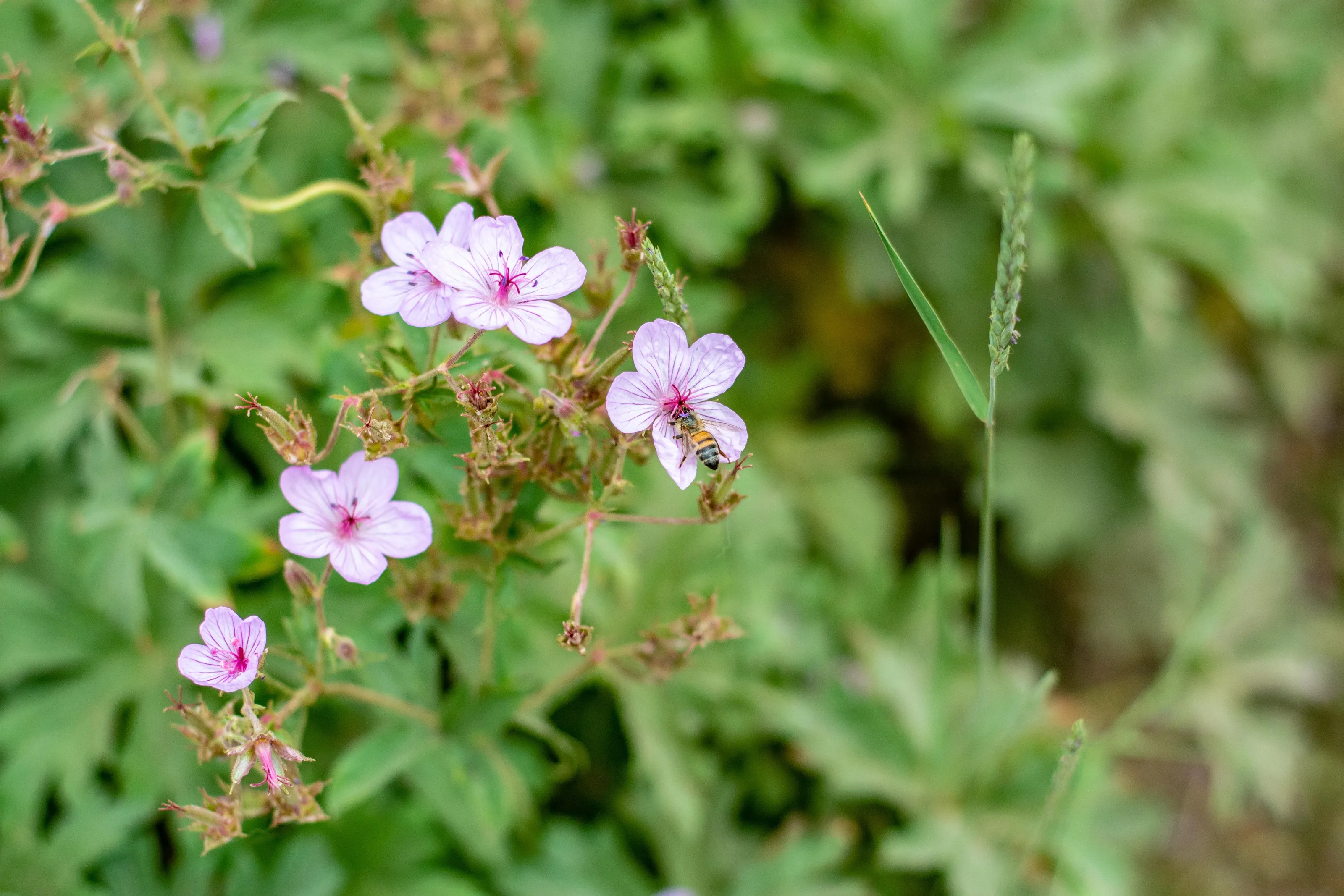 pink flower