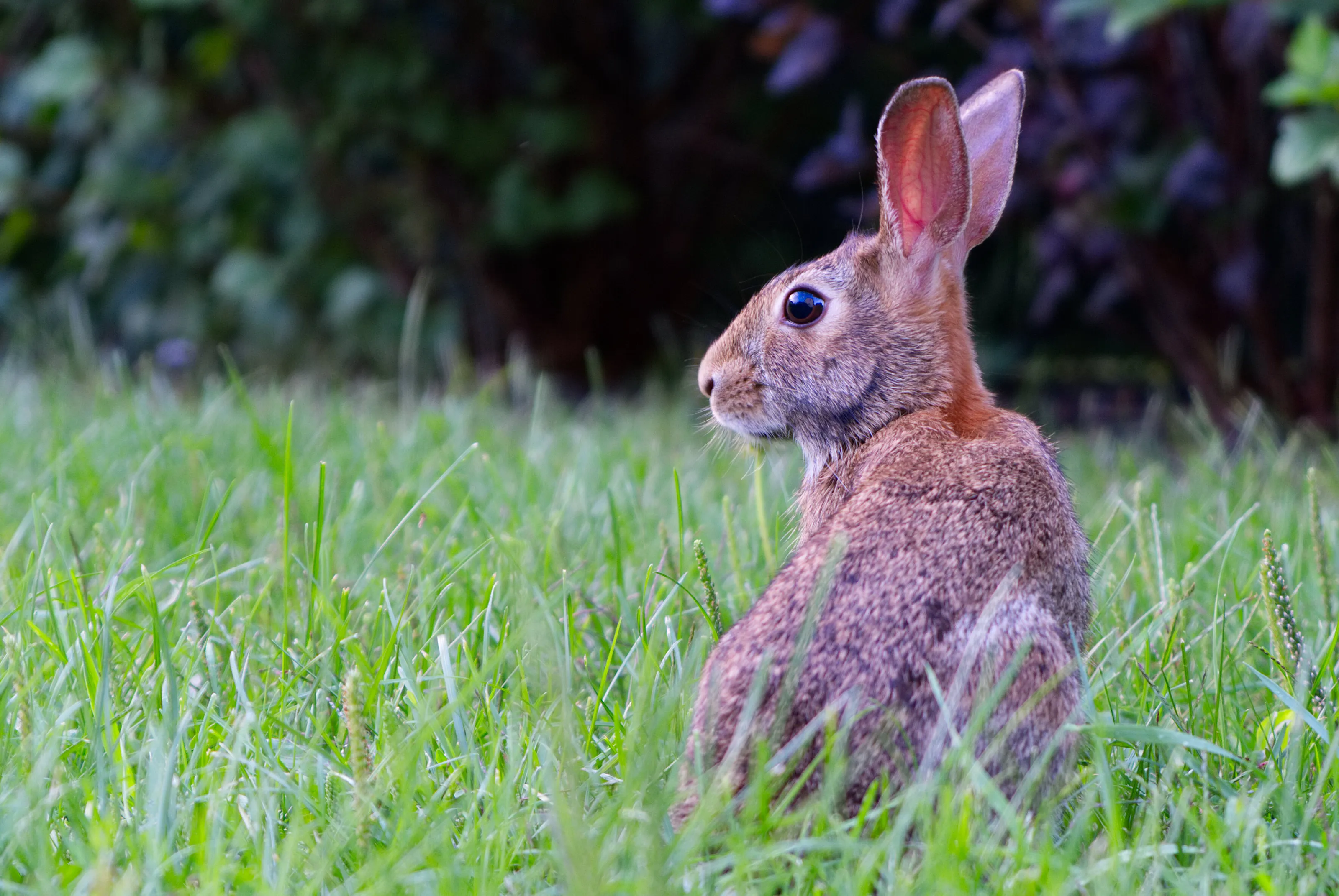 Hare in the garden