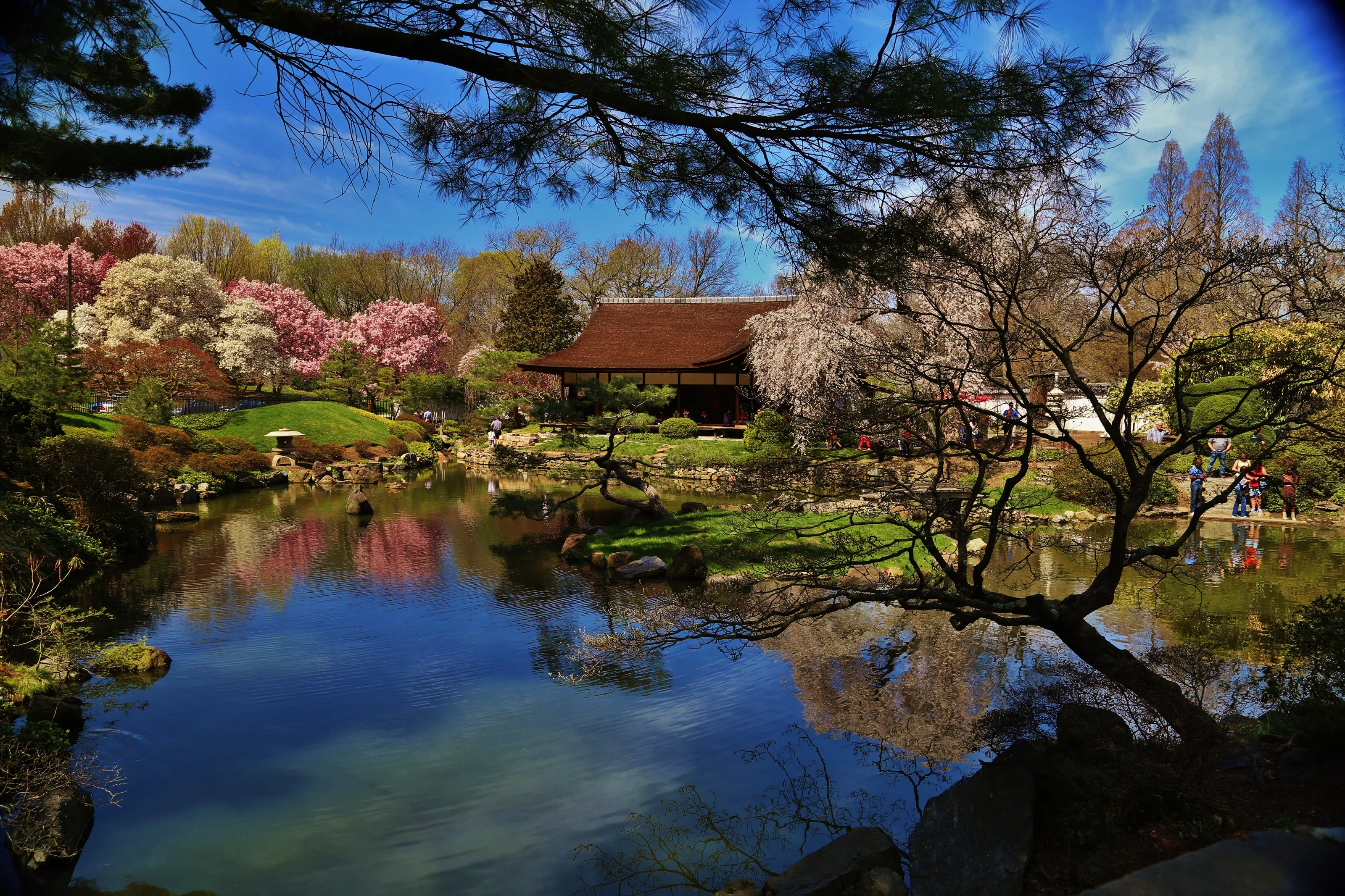 Cherry blossom festival, Japanese gardens