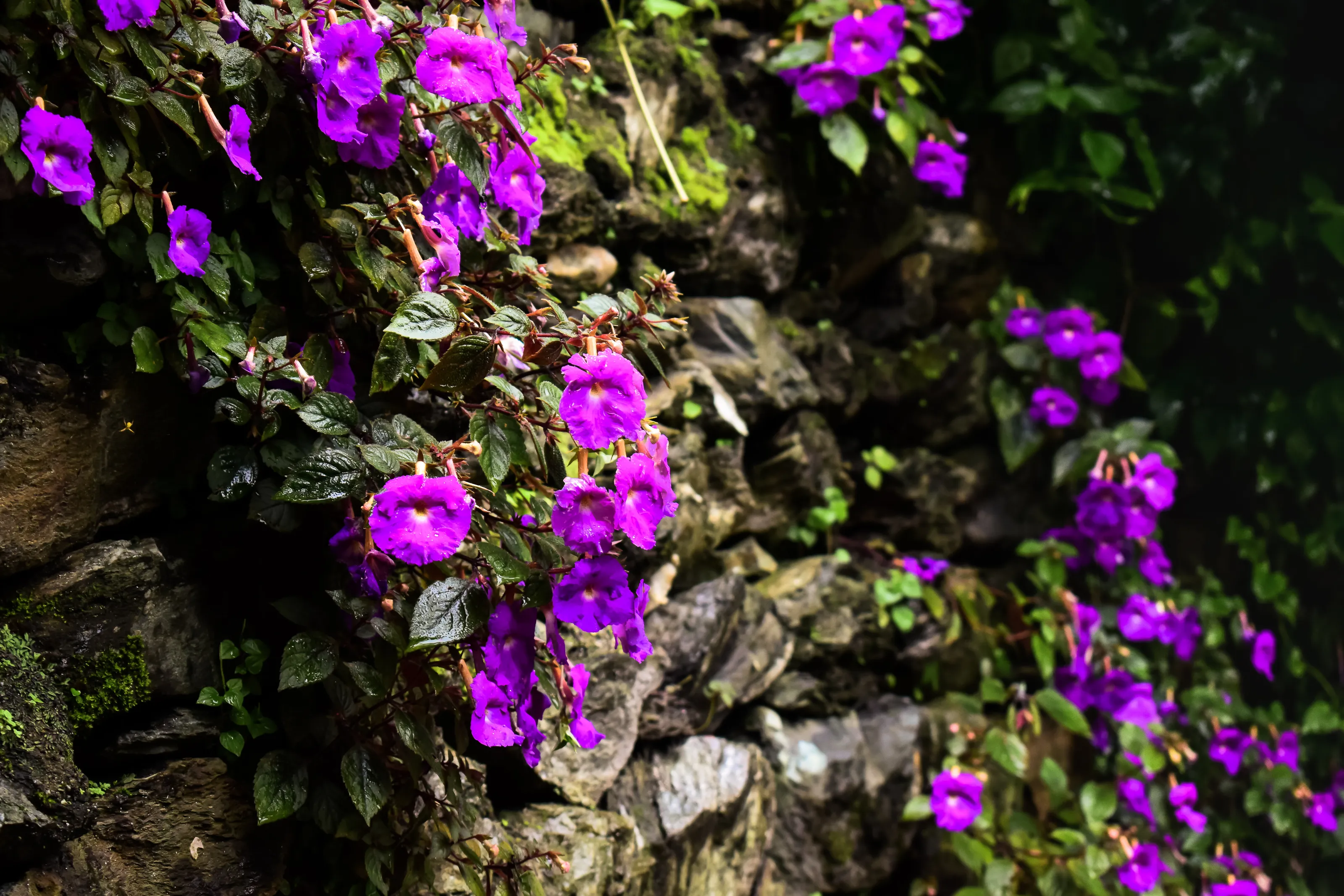 WALLFLOWERS IN MONSOON