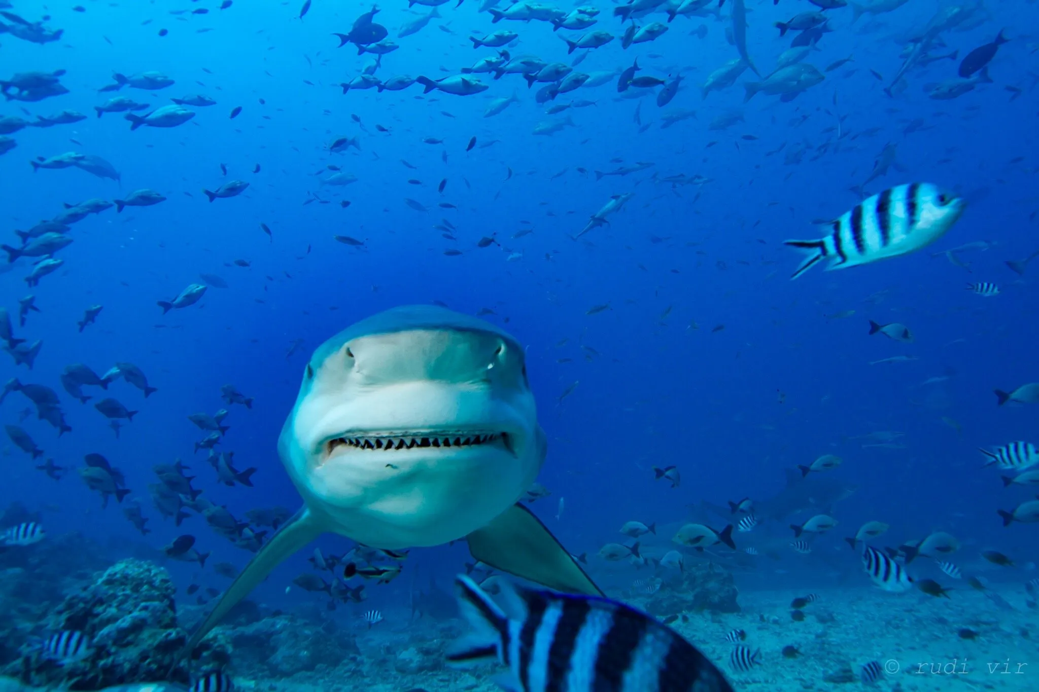 Bull Shark