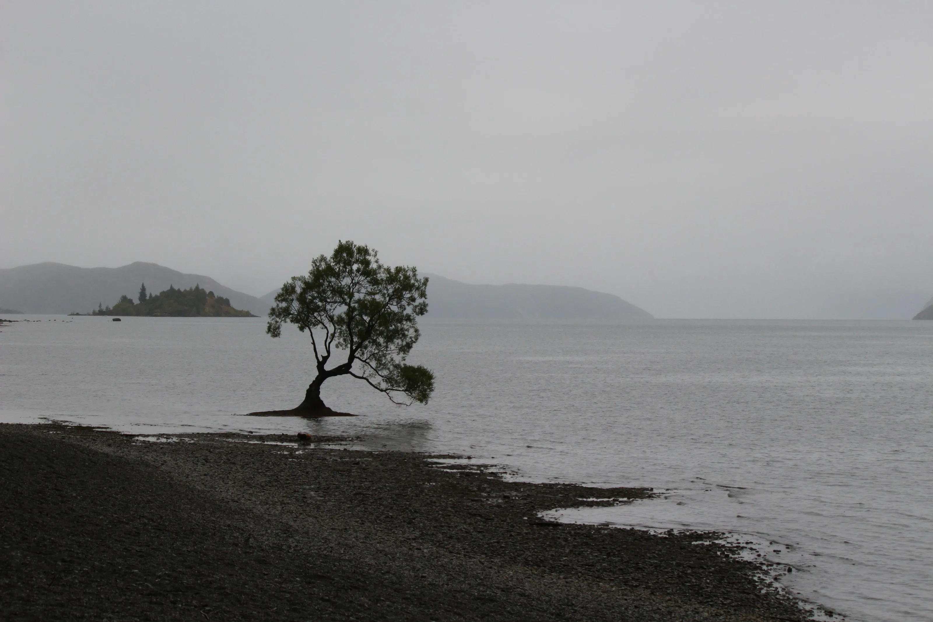 Tree at Lake Wanaka